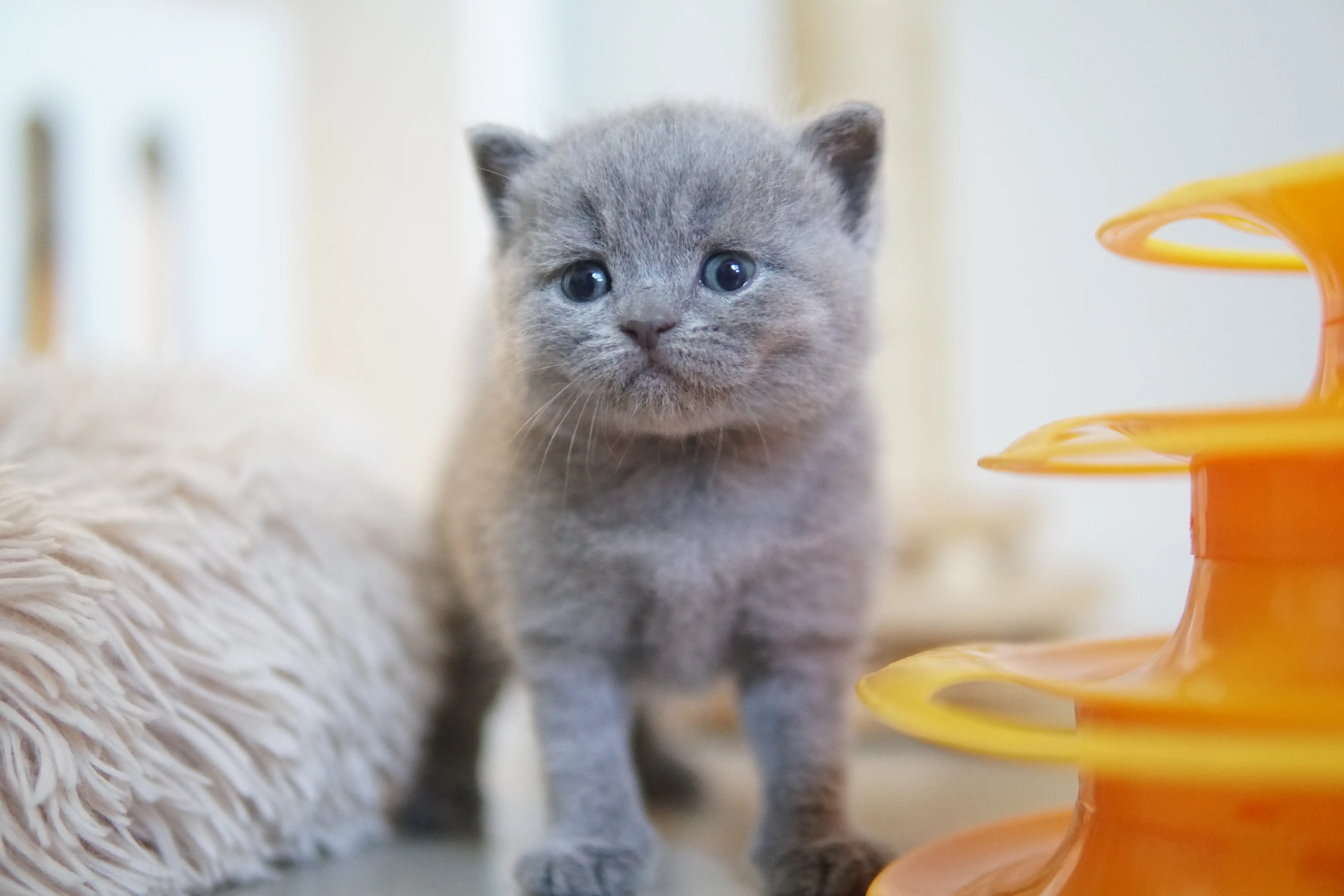 Filhote relaxando após explorar bastante