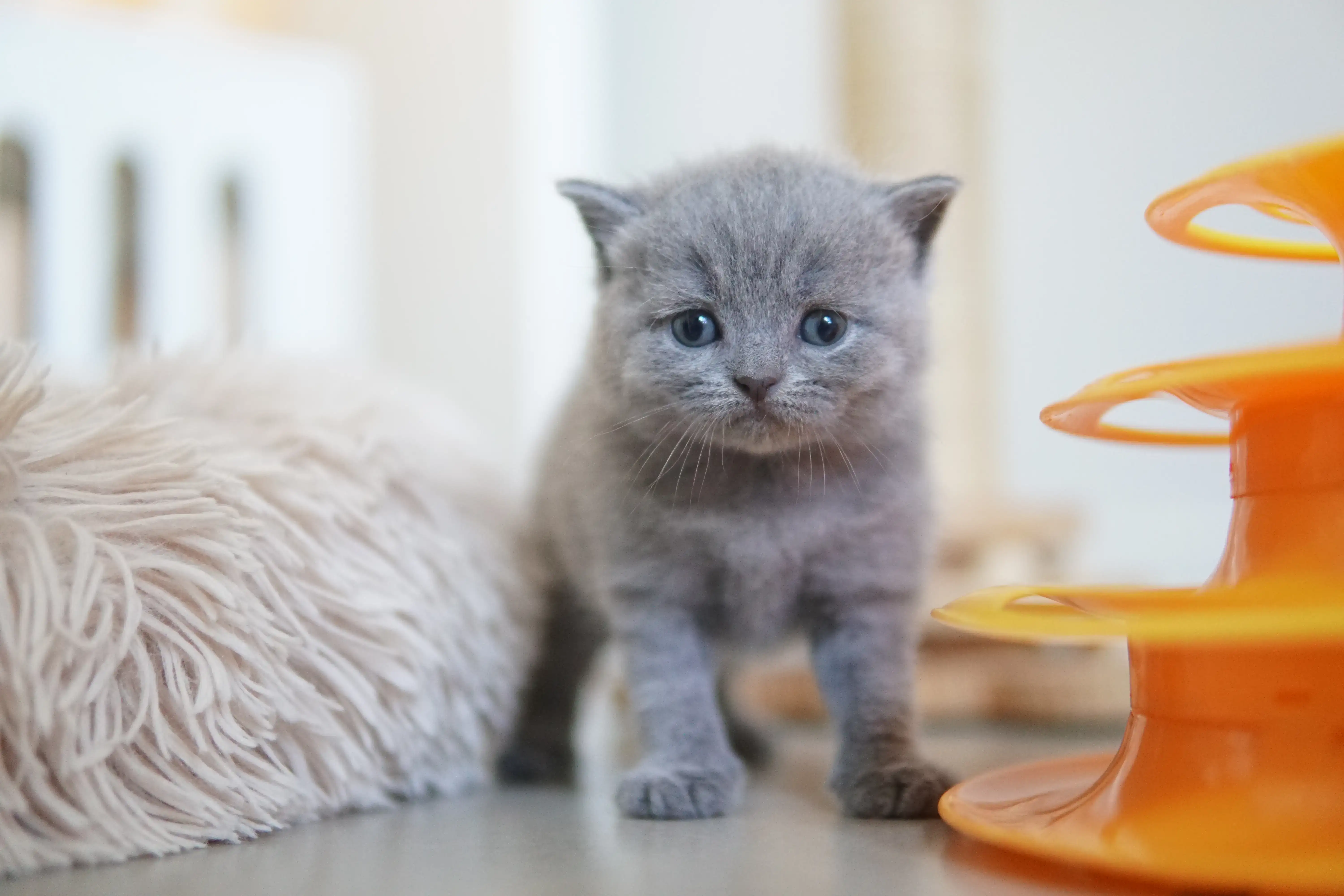 Filhote deitado ao lado do brinquedo laranja