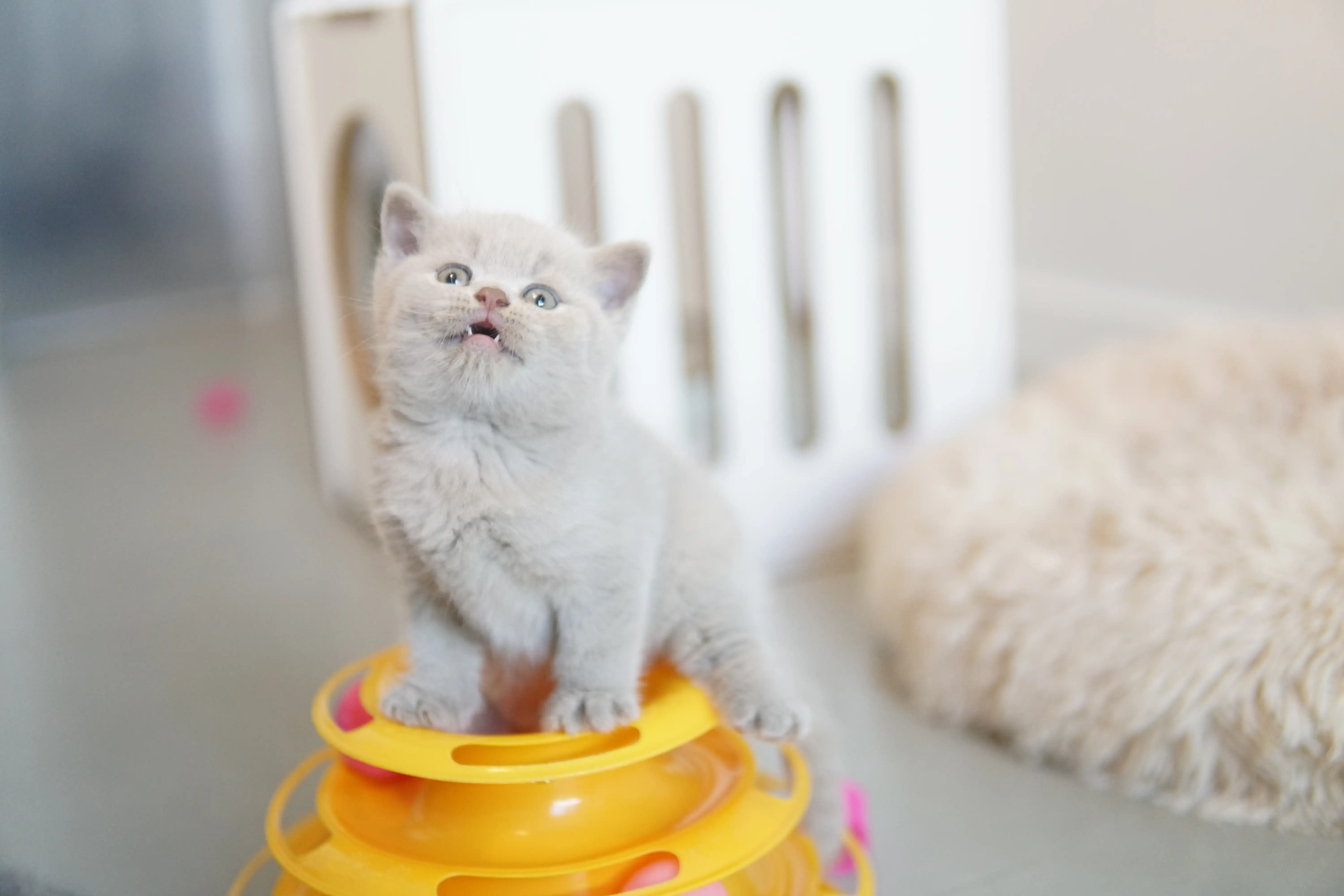 Filhote interagindo com o arranhador e os brinquedos