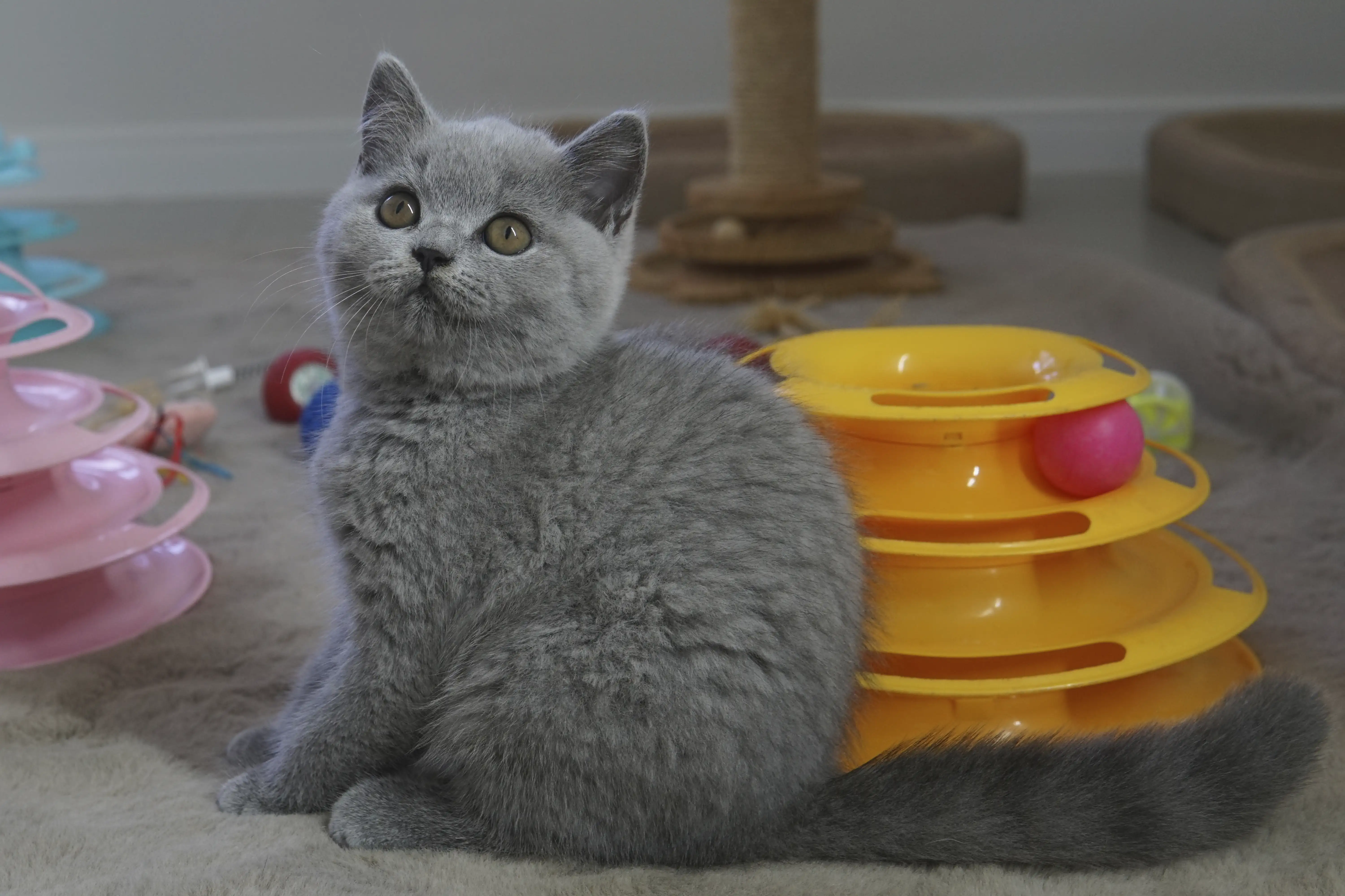 Capa da ninhada Ninhada 18 de maio de 2025