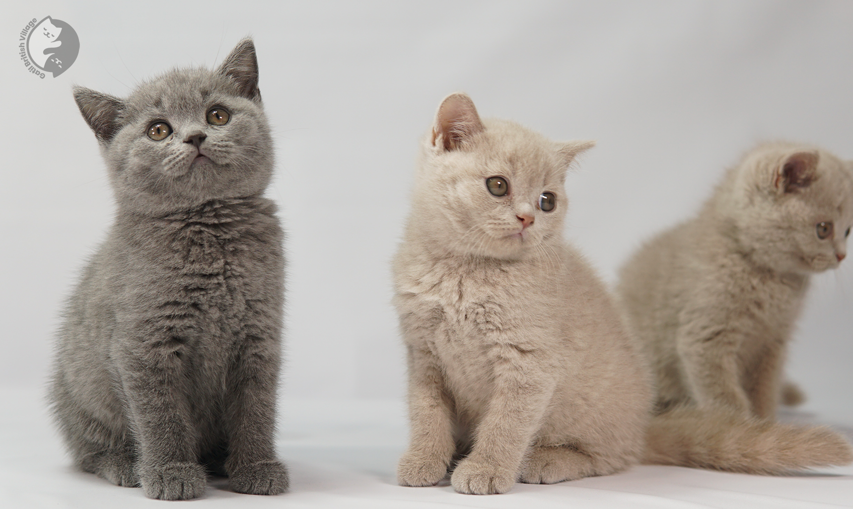 Filhote com olhar curioso ao lado do brinquedo