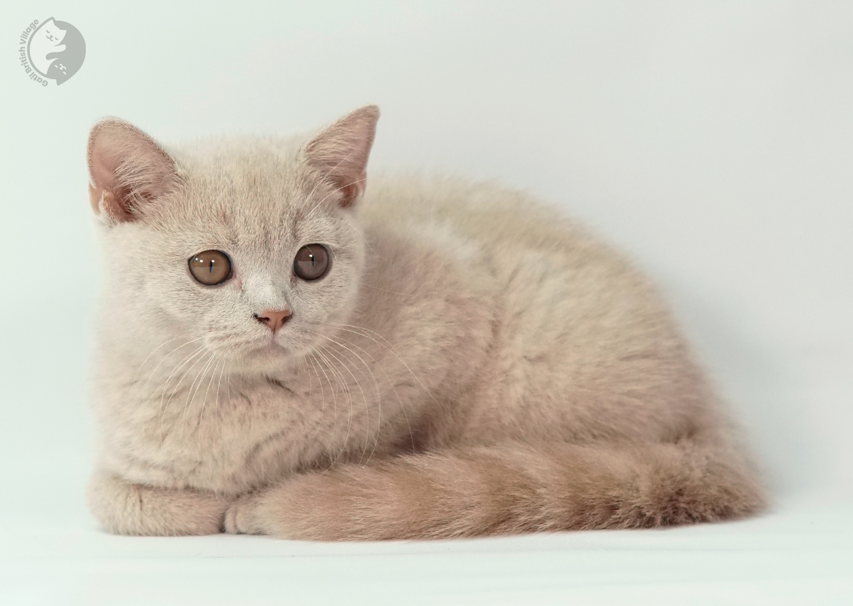 Filhote aproveitando o conforto da almofada