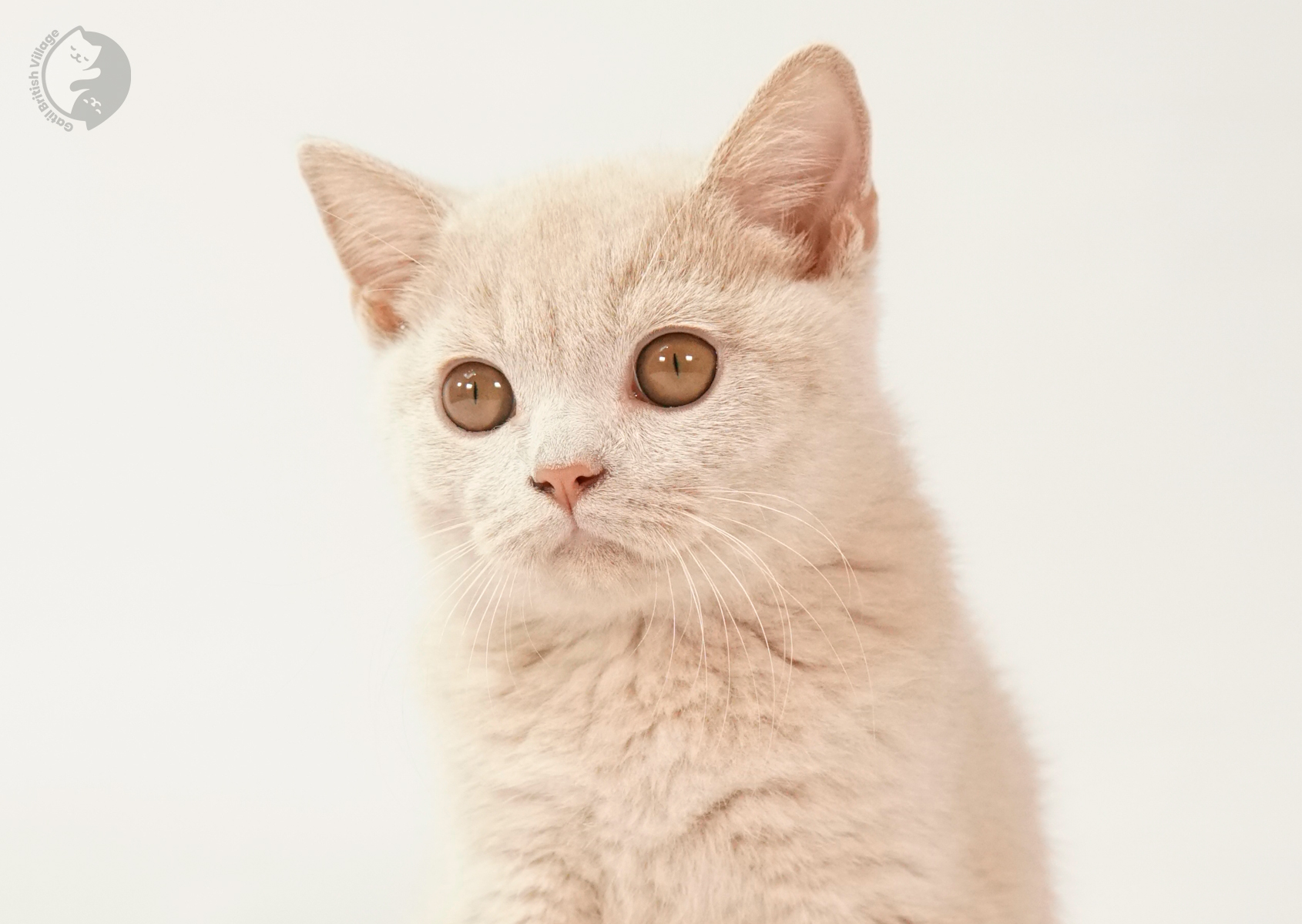 Filhote em ação ao lado do arranhador