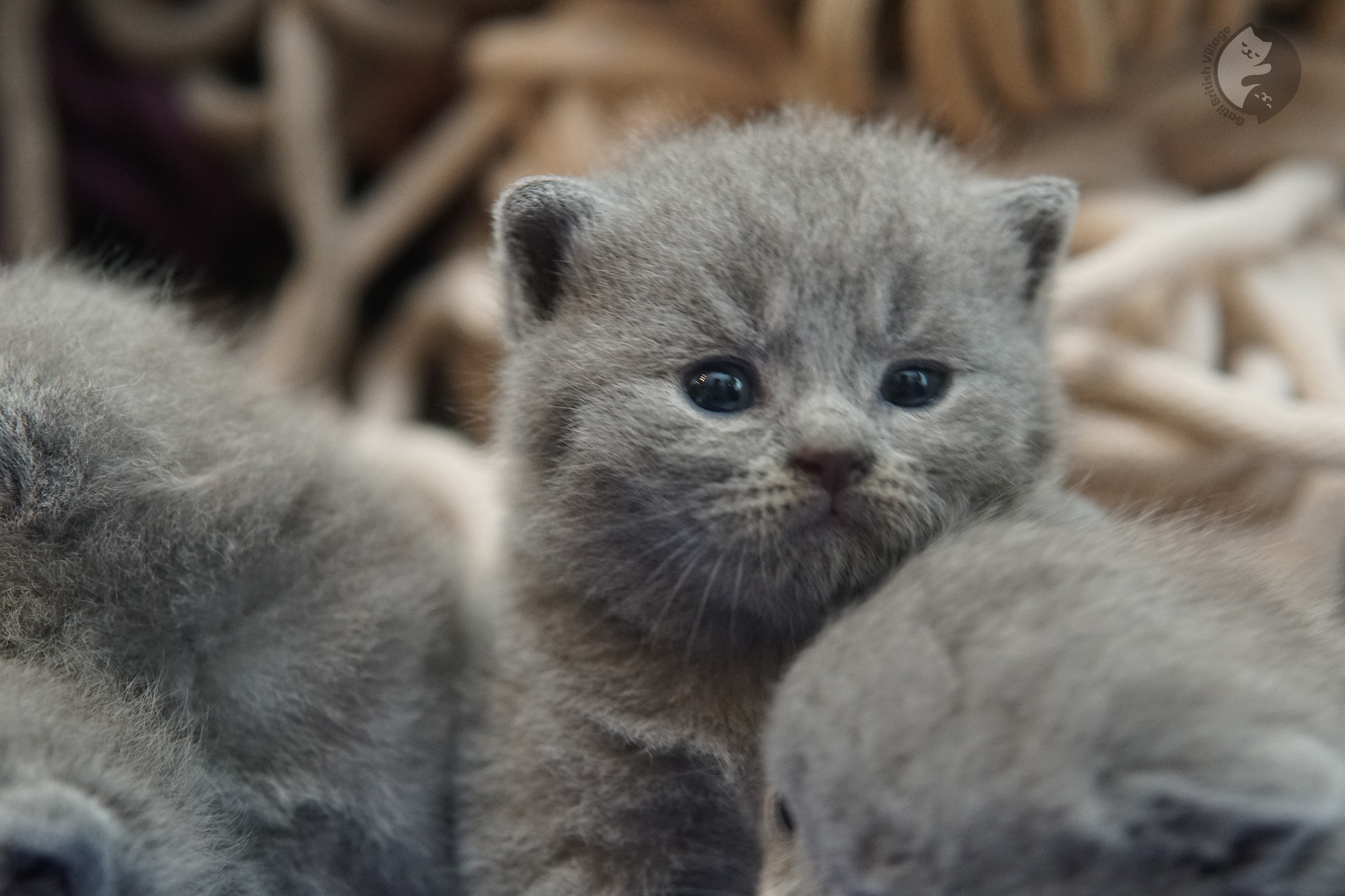 Filhote de gato da raça British Shorthair - foto 1