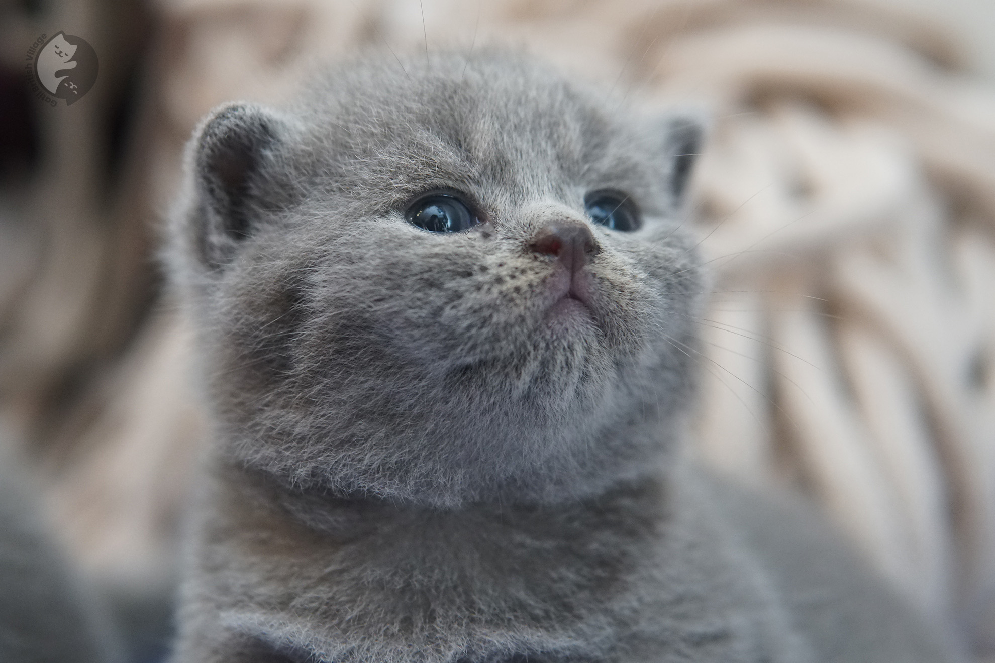 Filhote de gato da raça British Shorthair - foto 4
