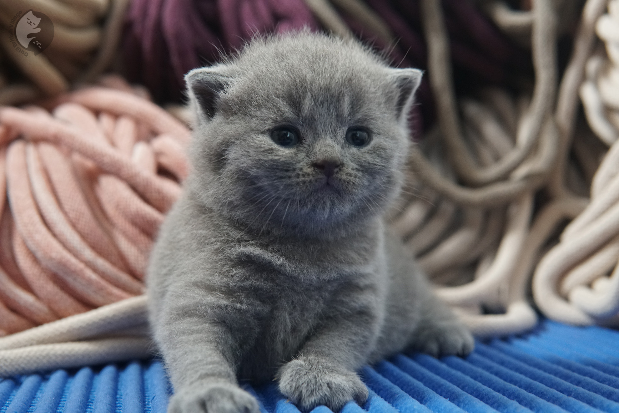 Filhote de gato da raça British Shorthair - foto 6