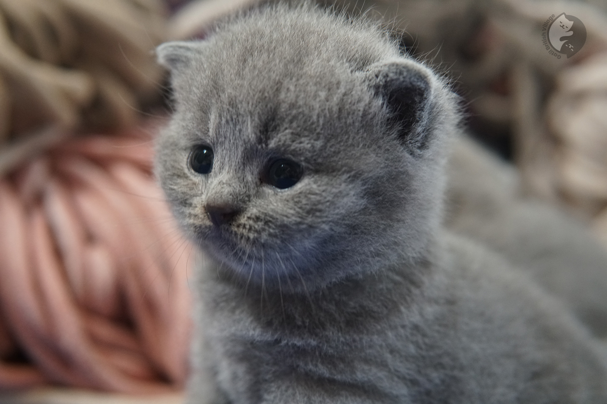 Filhote de gato da raça British Shorthair - foto 7
