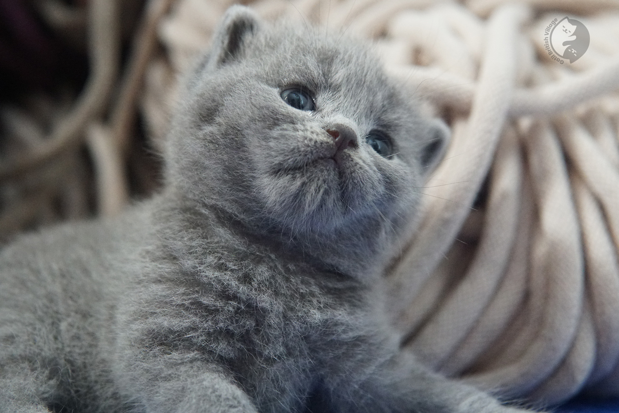 Filhote de gato da raça British Shorthair - foto 11