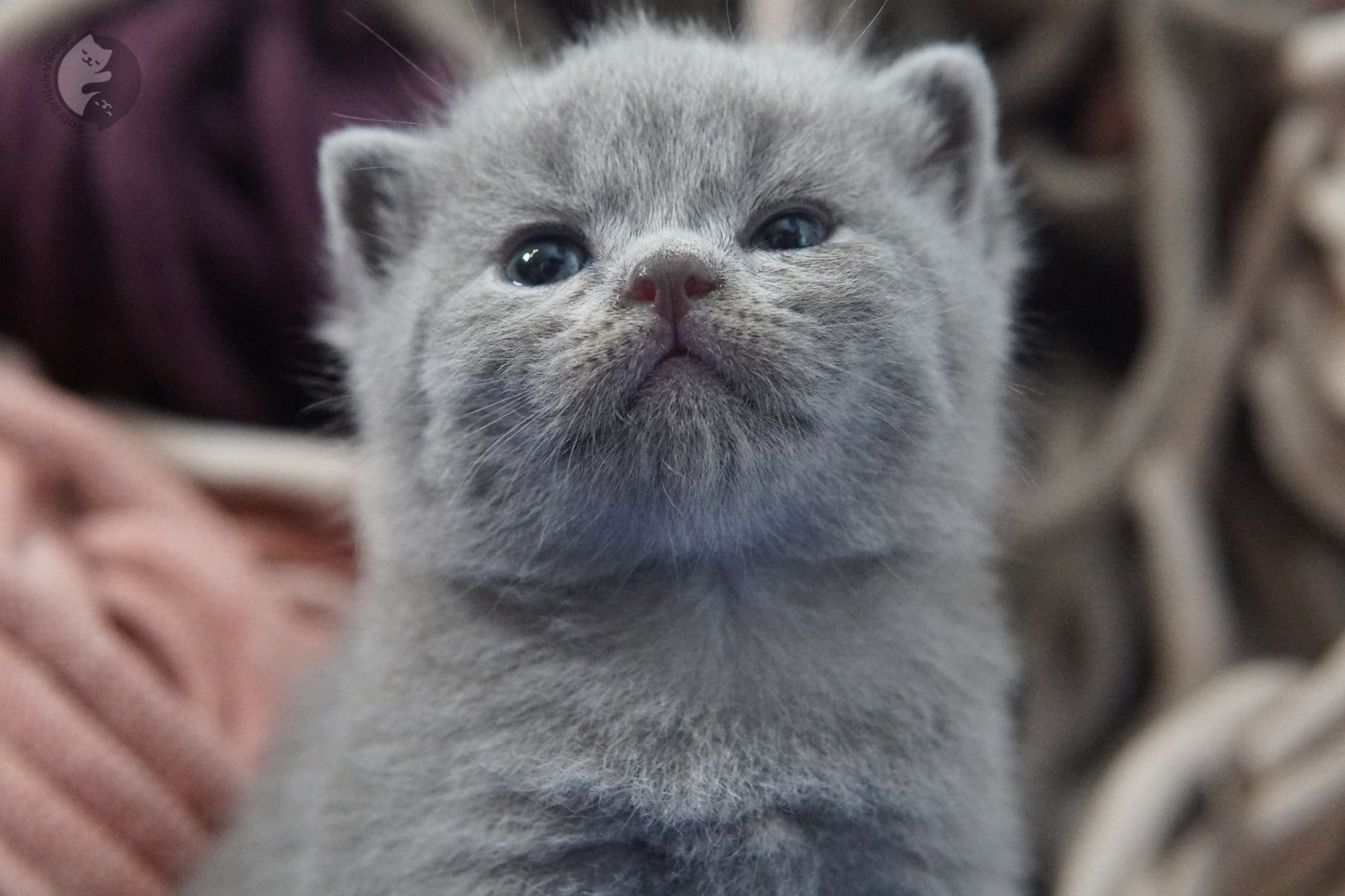 Filhote de gato da raça British Shorthair - foto 13