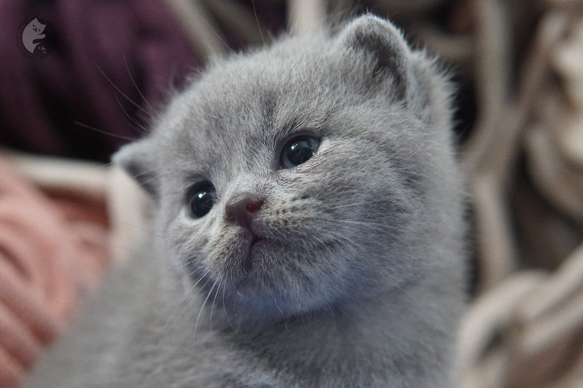 Filhote de gato da raça British Shorthair - foto 14