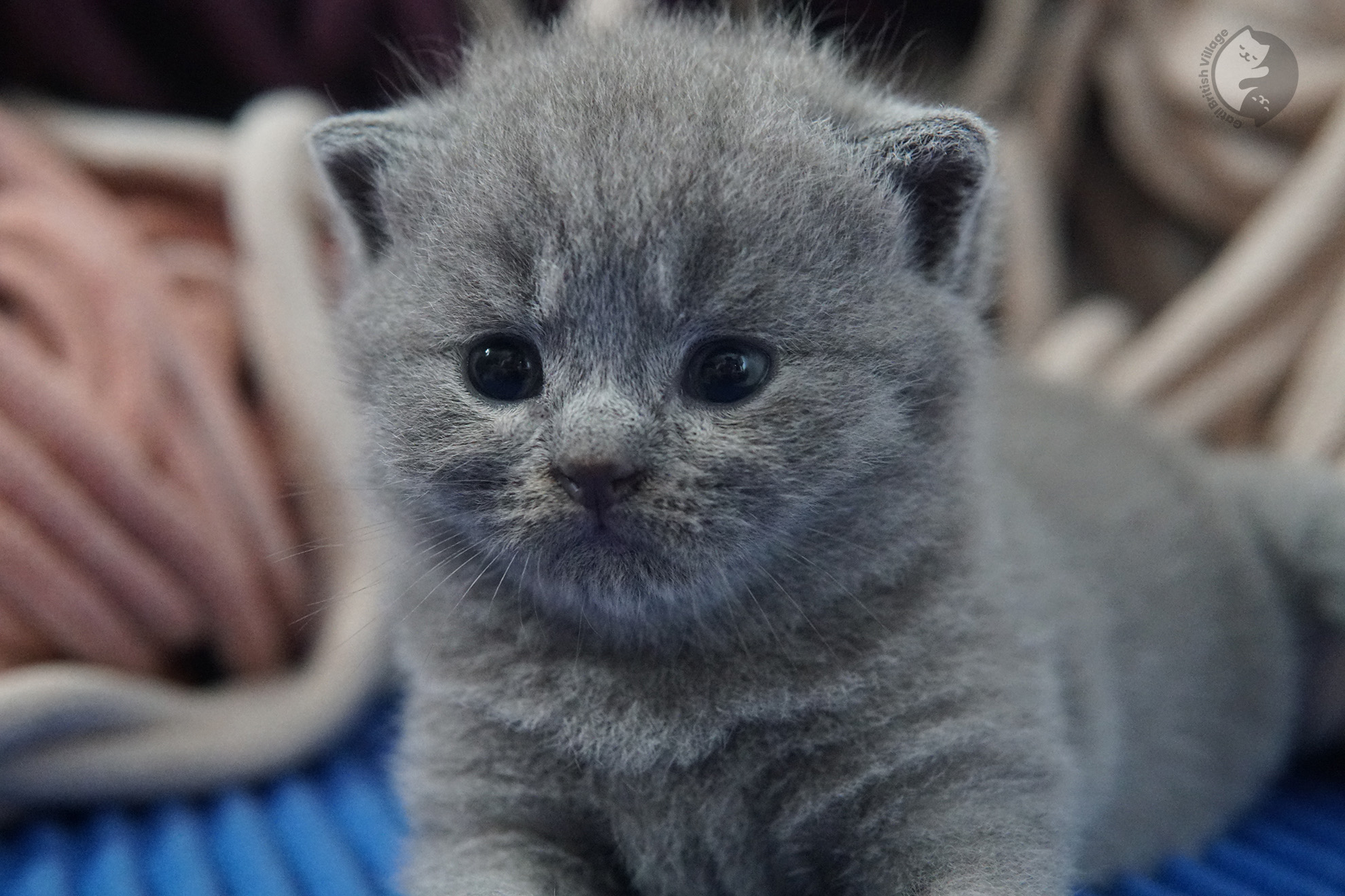 Filhote de gato da raça British Shorthair - foto 15
