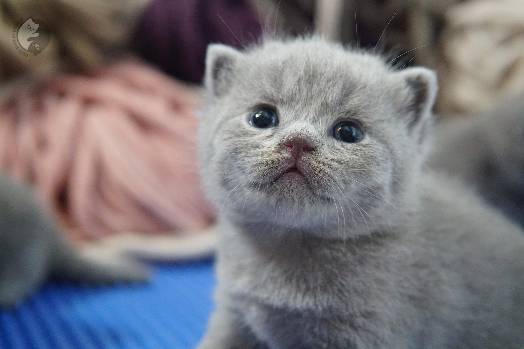 Filhote de gato da raça British Shorthair - foto 17