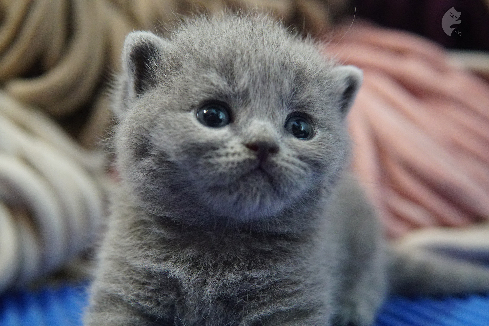 Filhote de gato da raça British Shorthair - foto 18