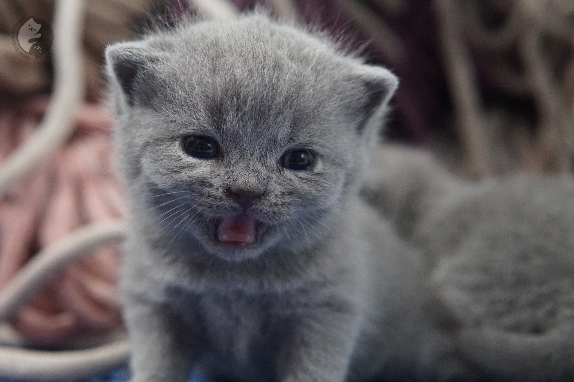 Filhote de gato da raça British Shorthair - foto 32