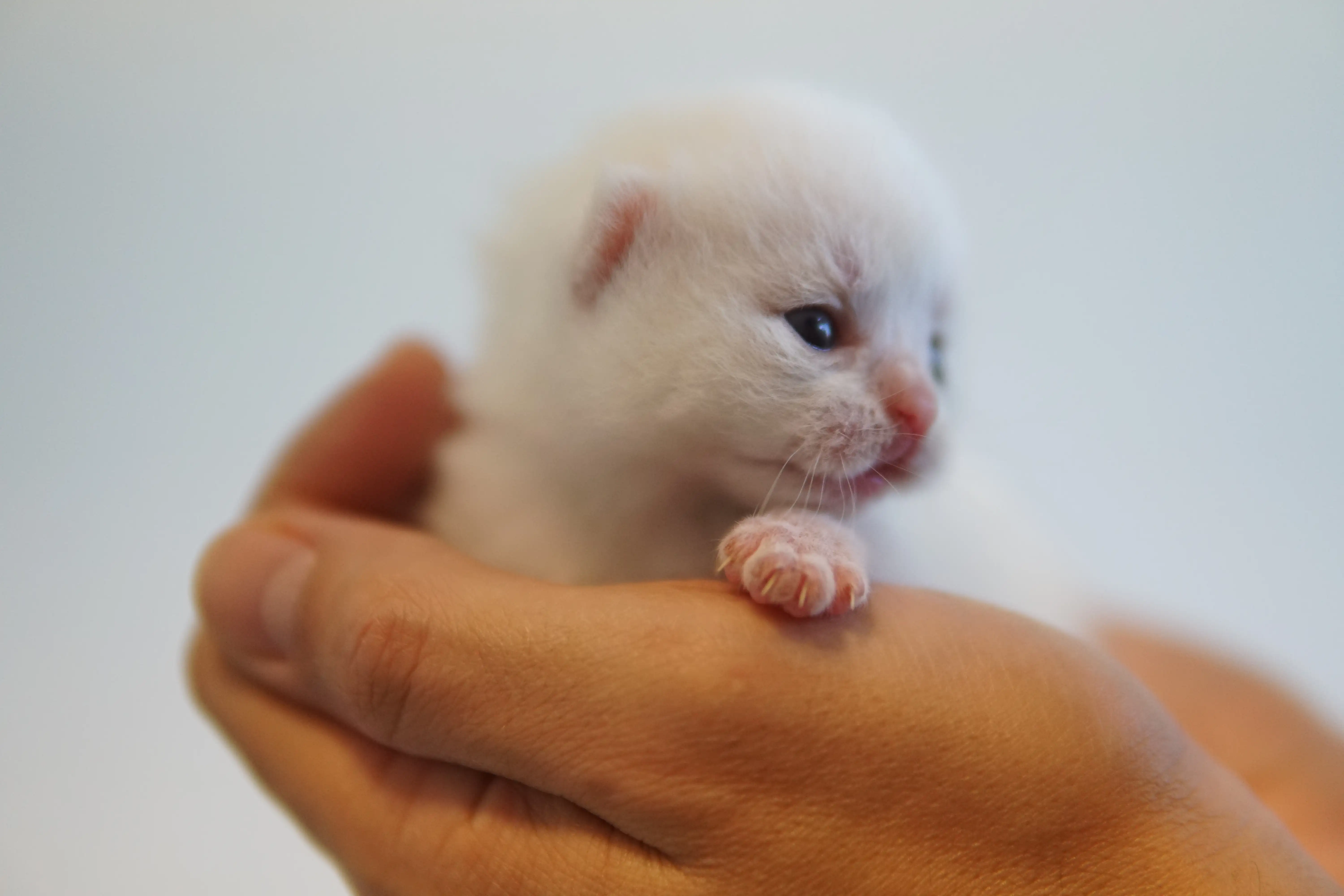 Filhote British Shorthair branco no colo da mão em perfil