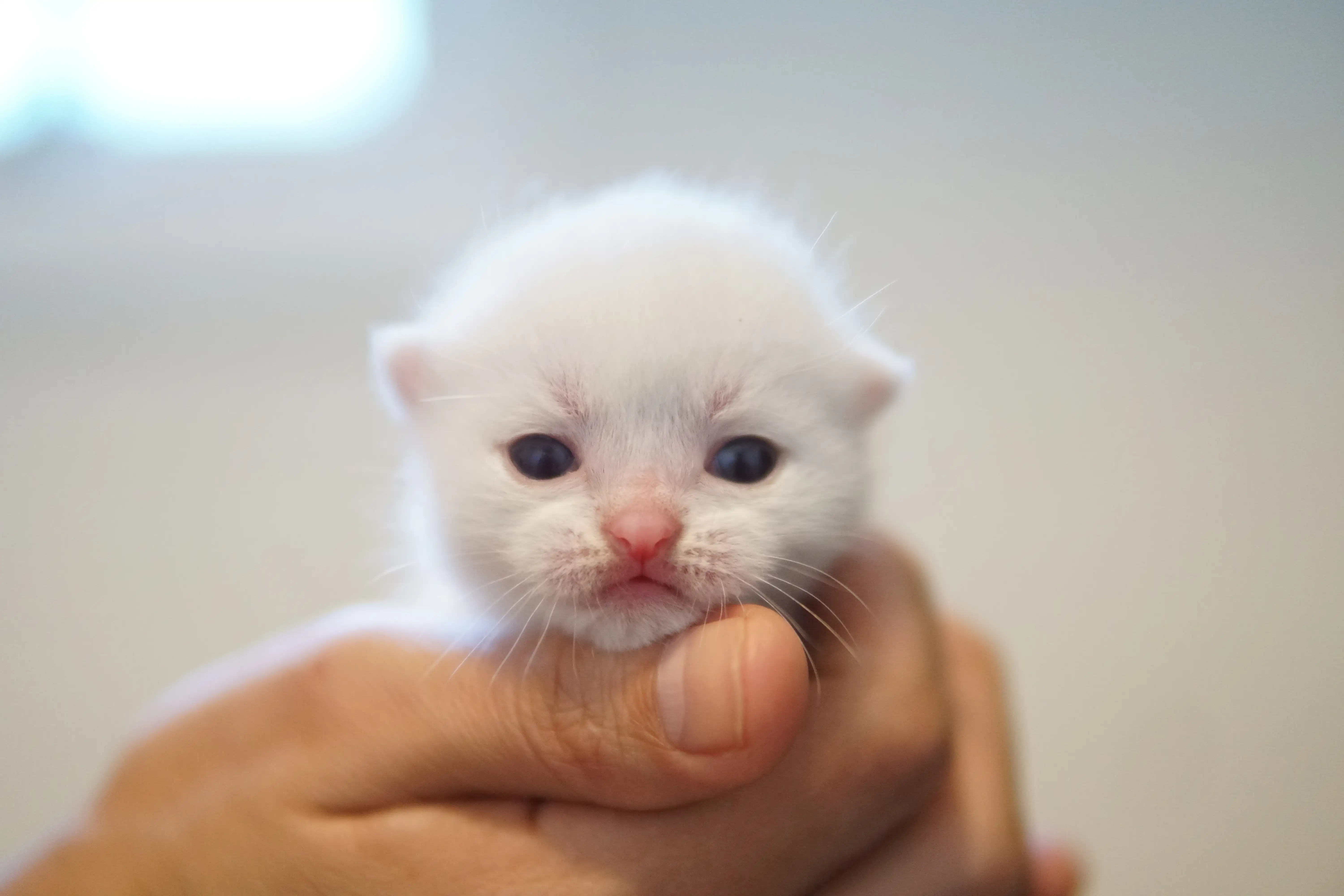 Filhote British Shorthair branco sendo segurado e olhando de frente