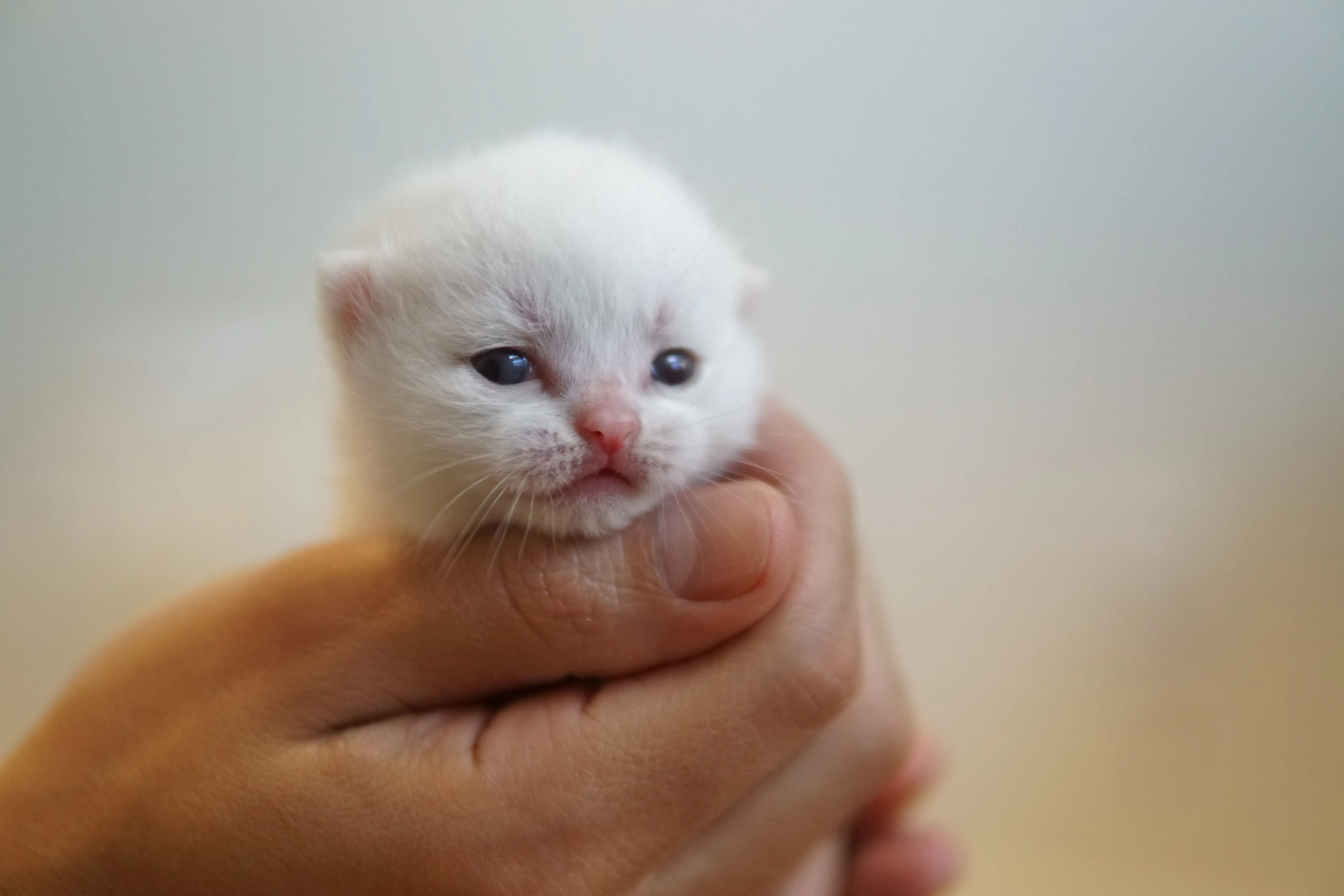 Filhote British Shorthair branco sendo segurado com cuidado
