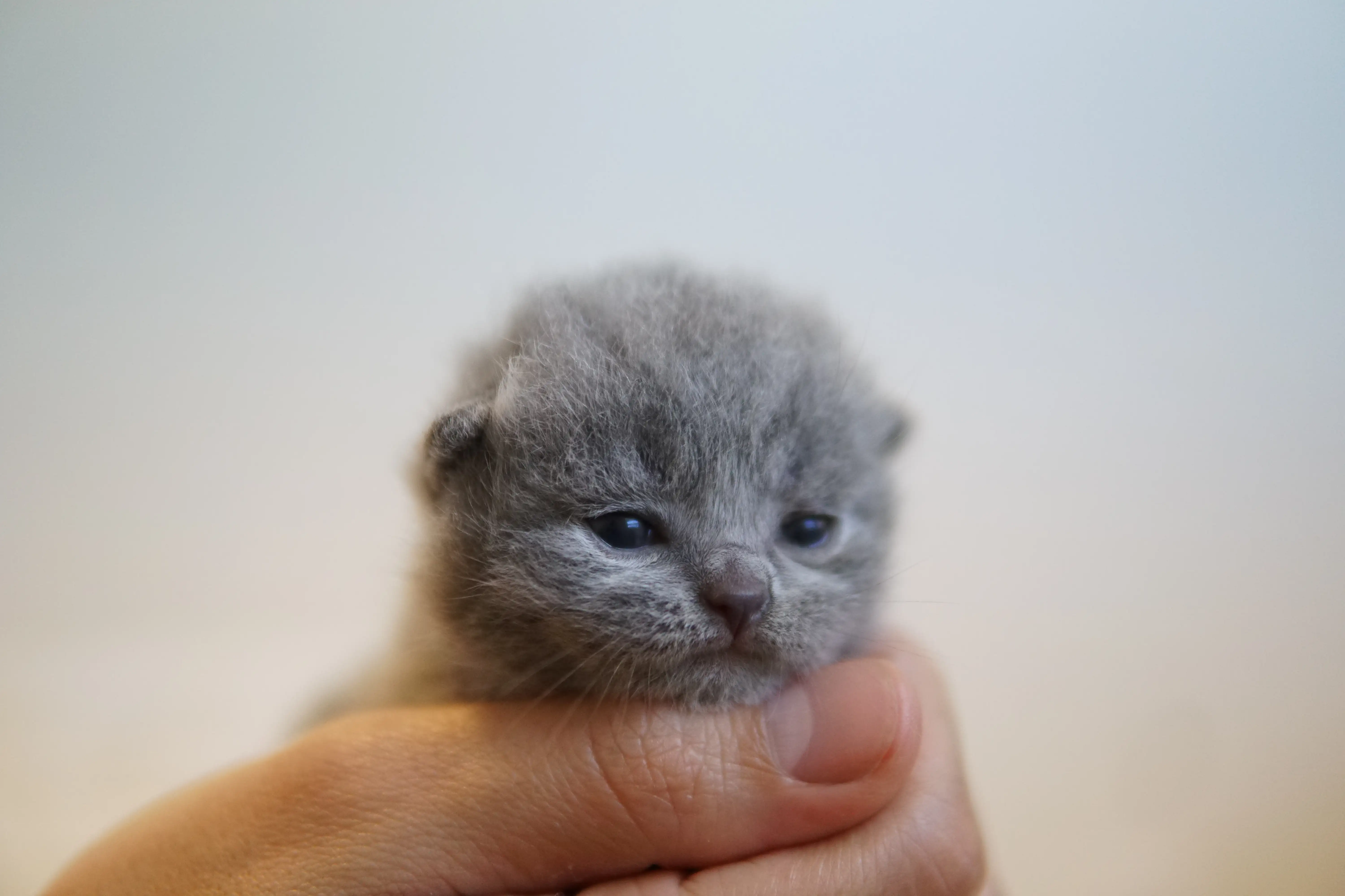 Filhote British Shorthair azul no colo da mão