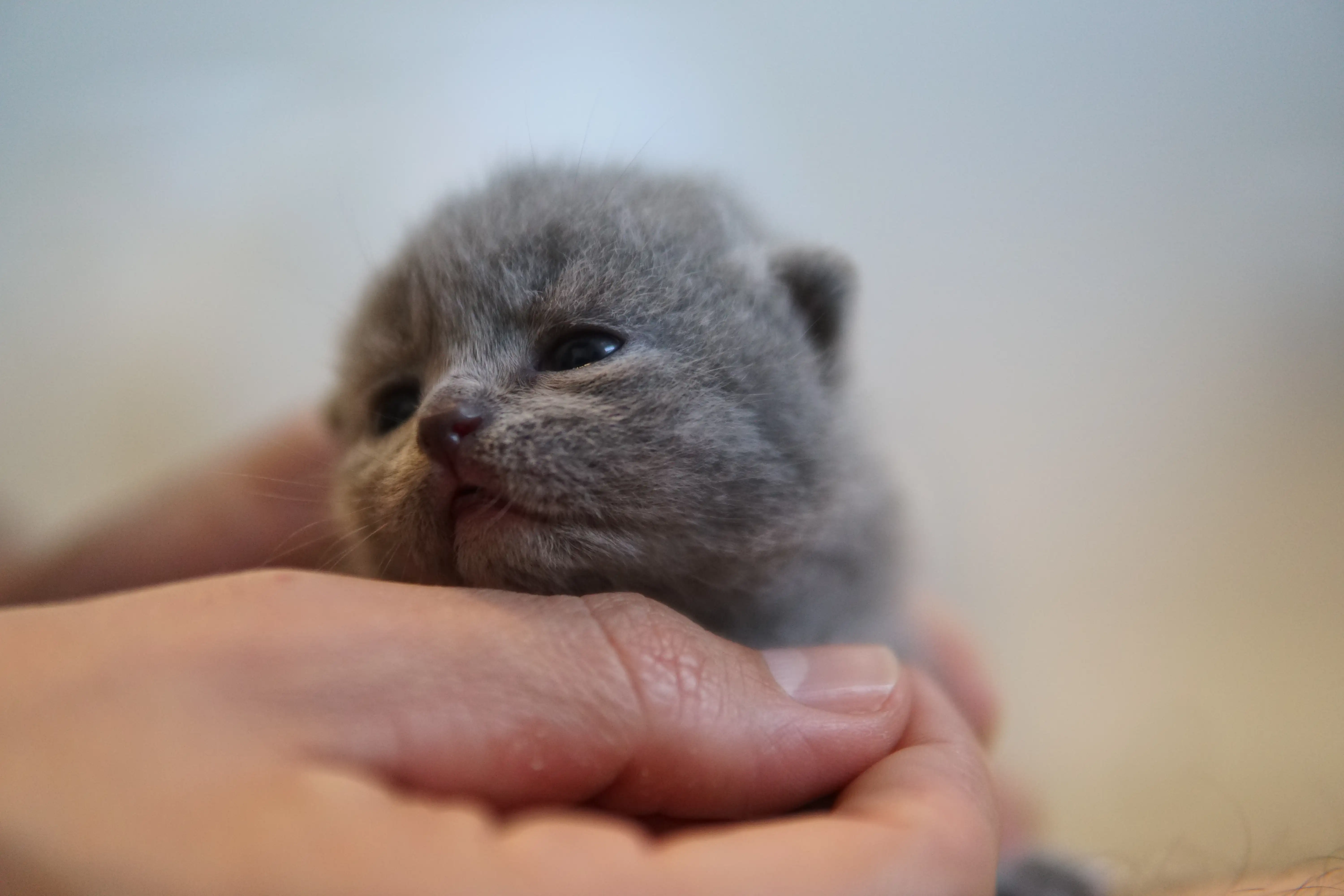 Filhote British Shorthair azul em close no colo