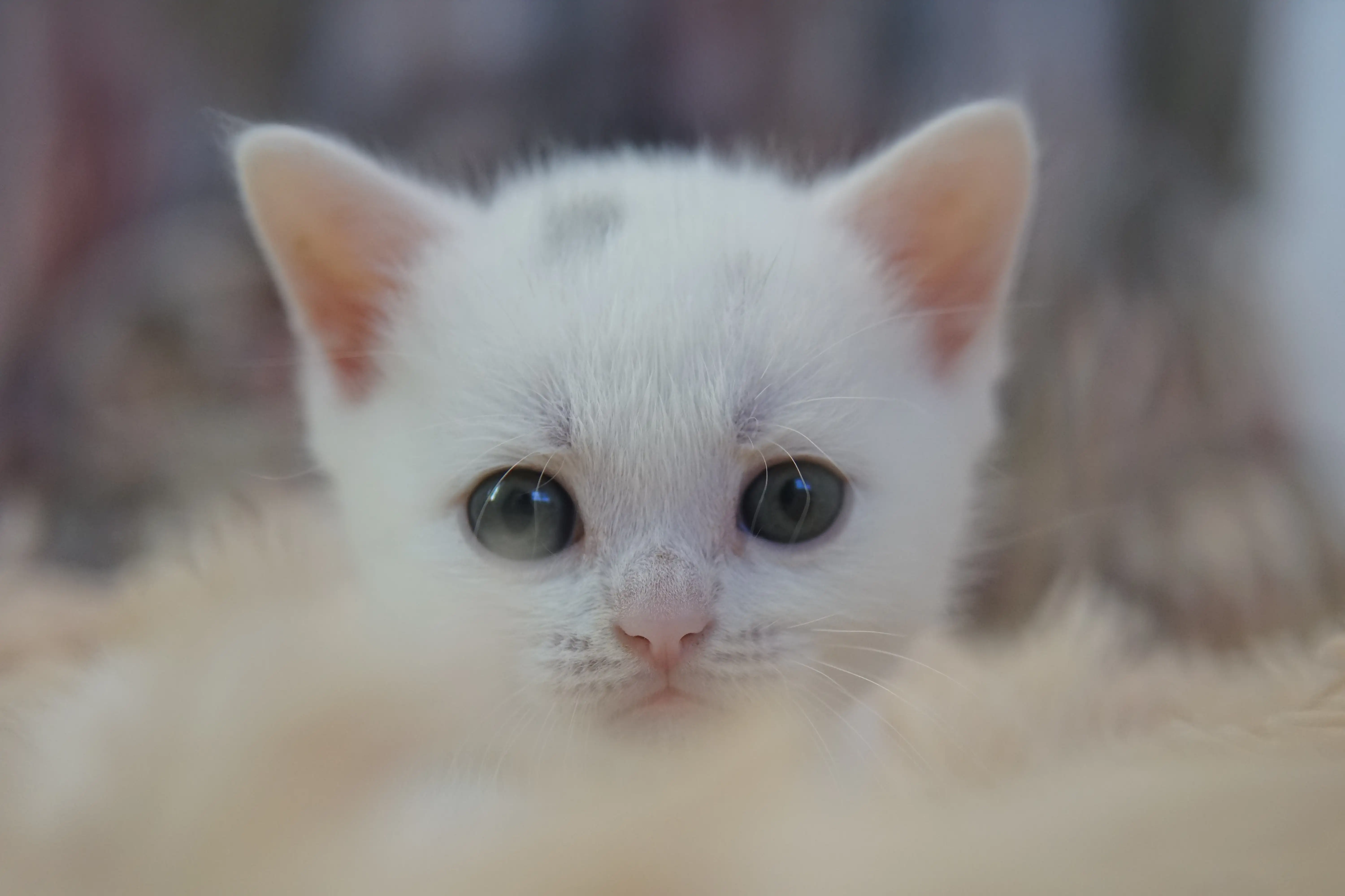 Filhote British Shorthair branco em close olhando para a câmera