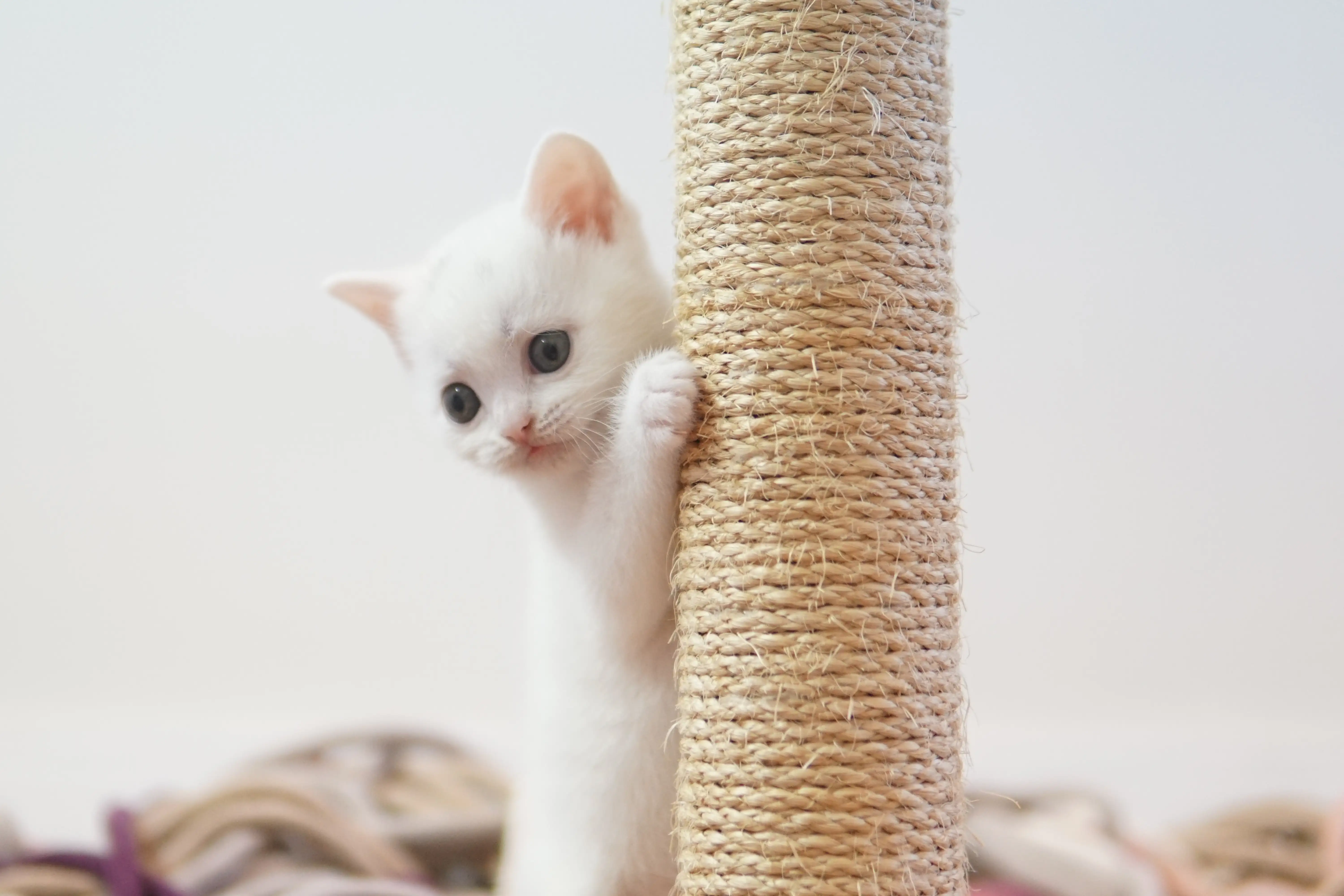 Filhote British Shorthair branco brincando no arranhador de sisal