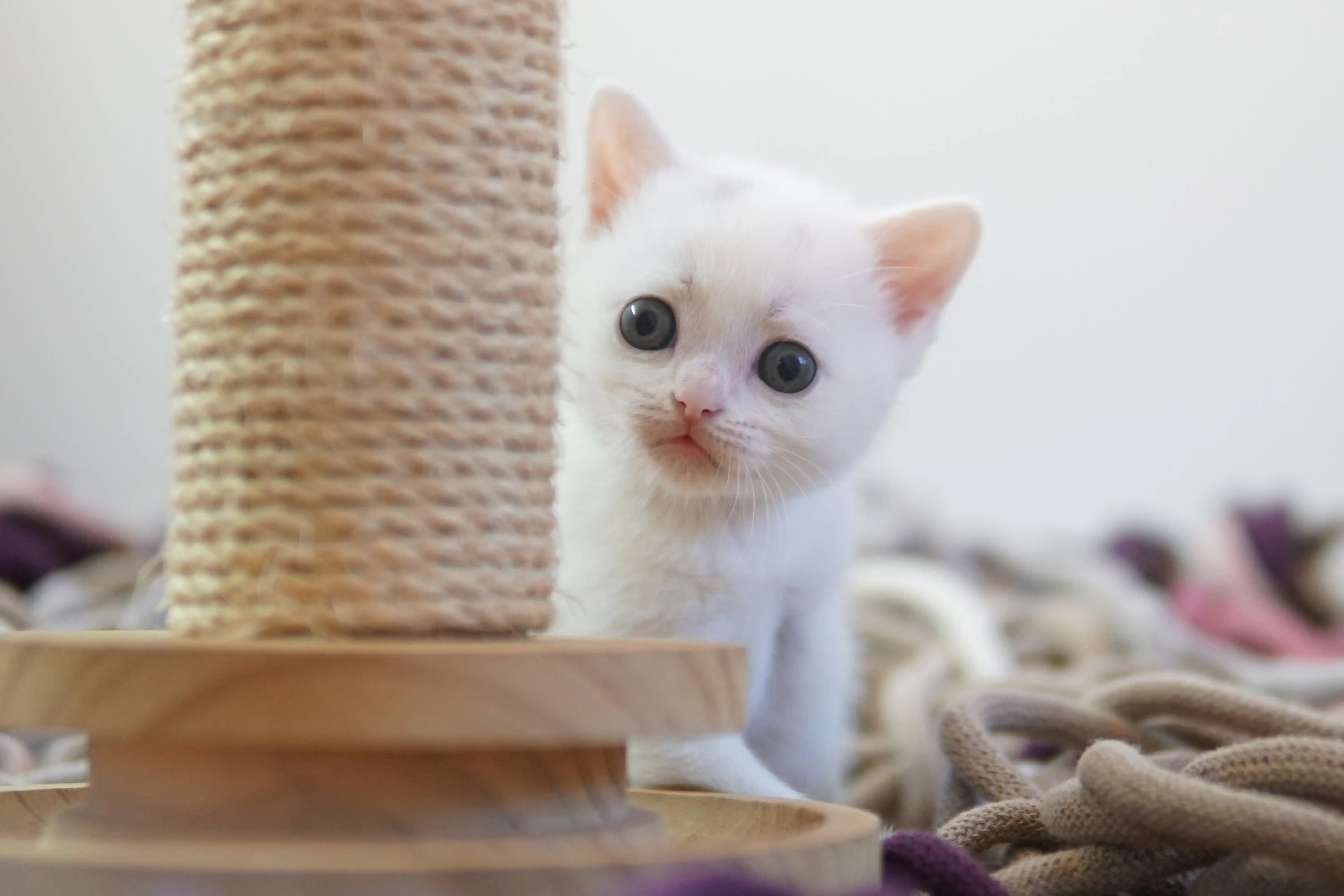 Filhote British Shorthair branco curioso ao lado do arranhador