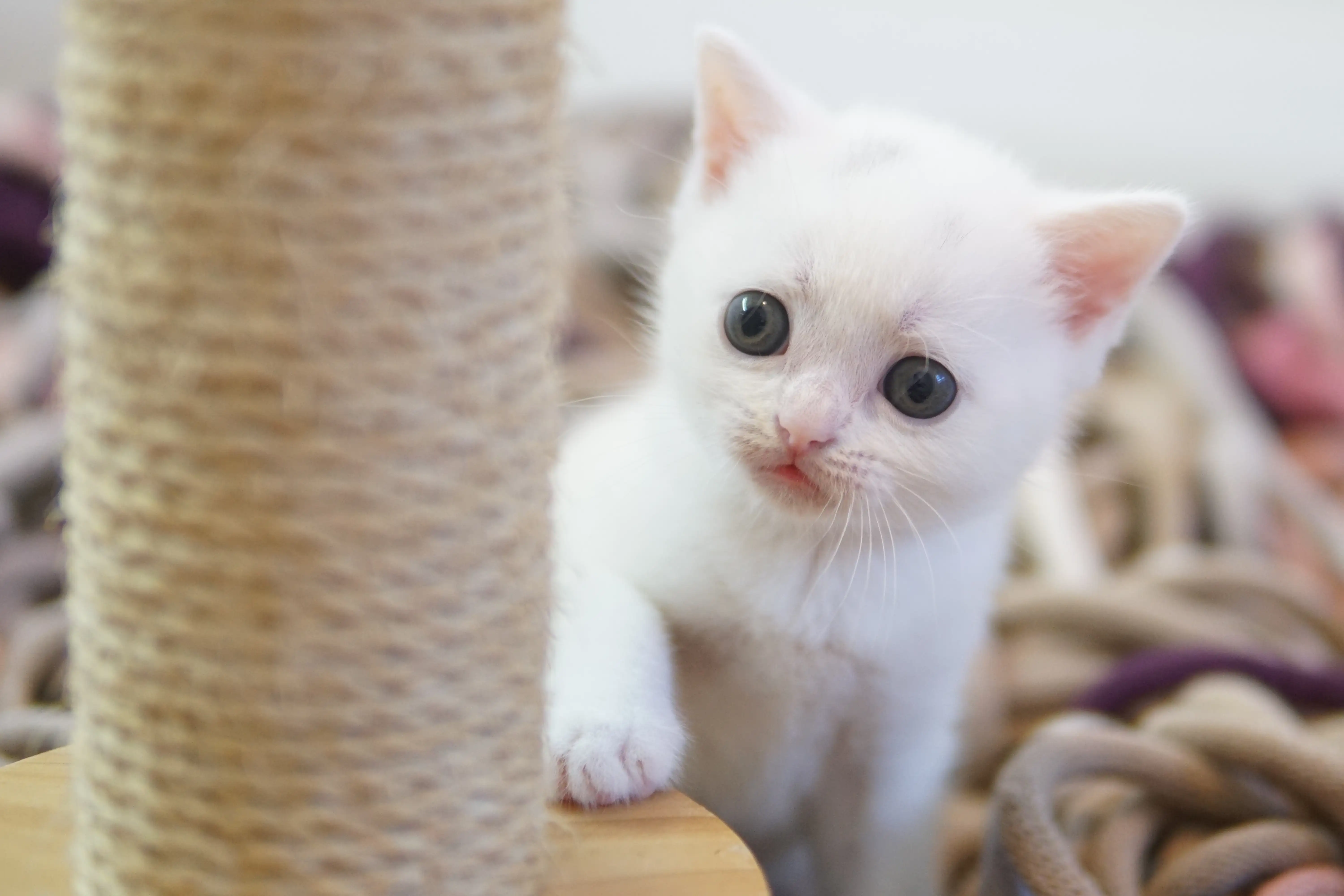 Filhote British Shorthair branco explorando arranhador