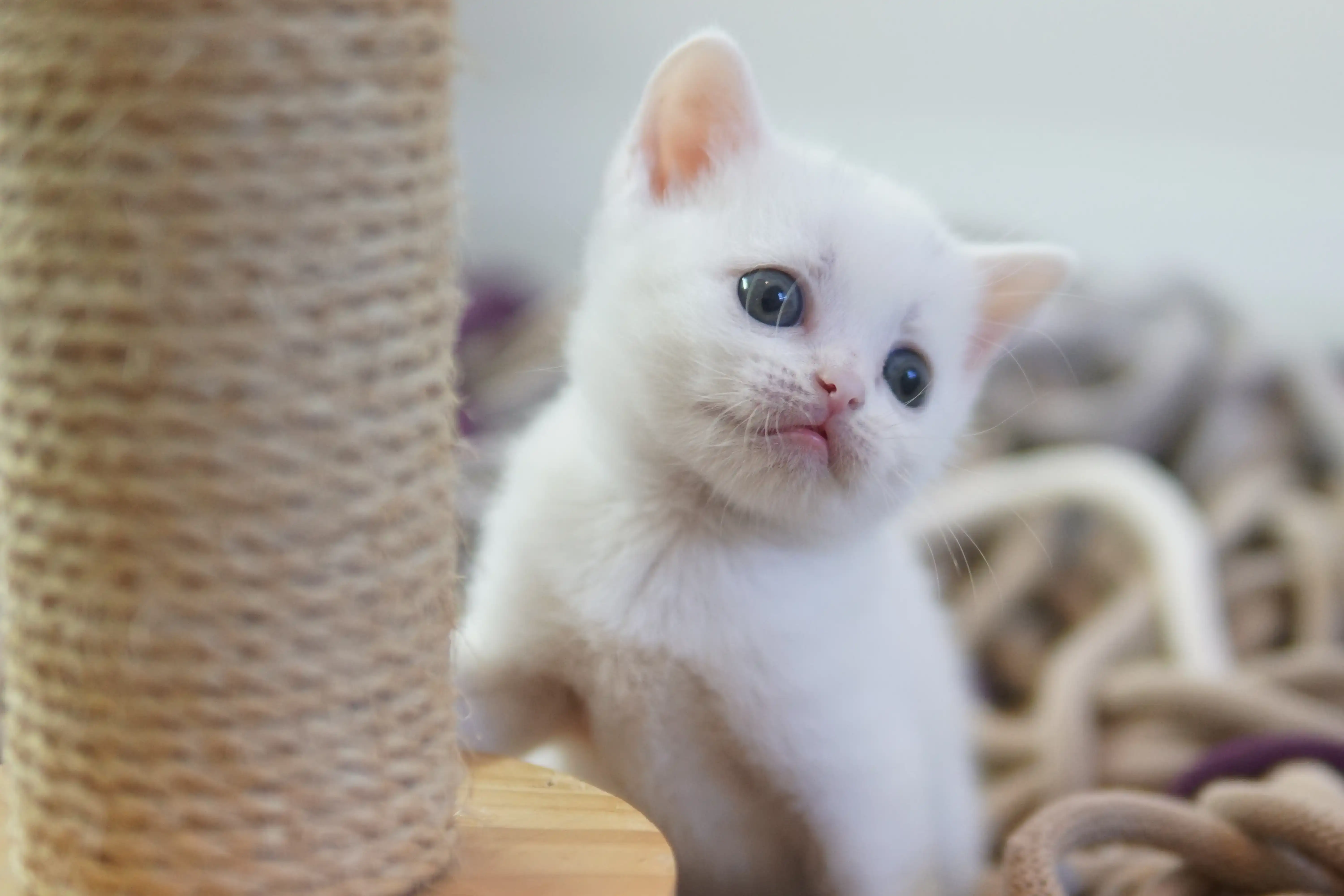 Filhote British Shorthair branco deitado sobre cordas coloridas