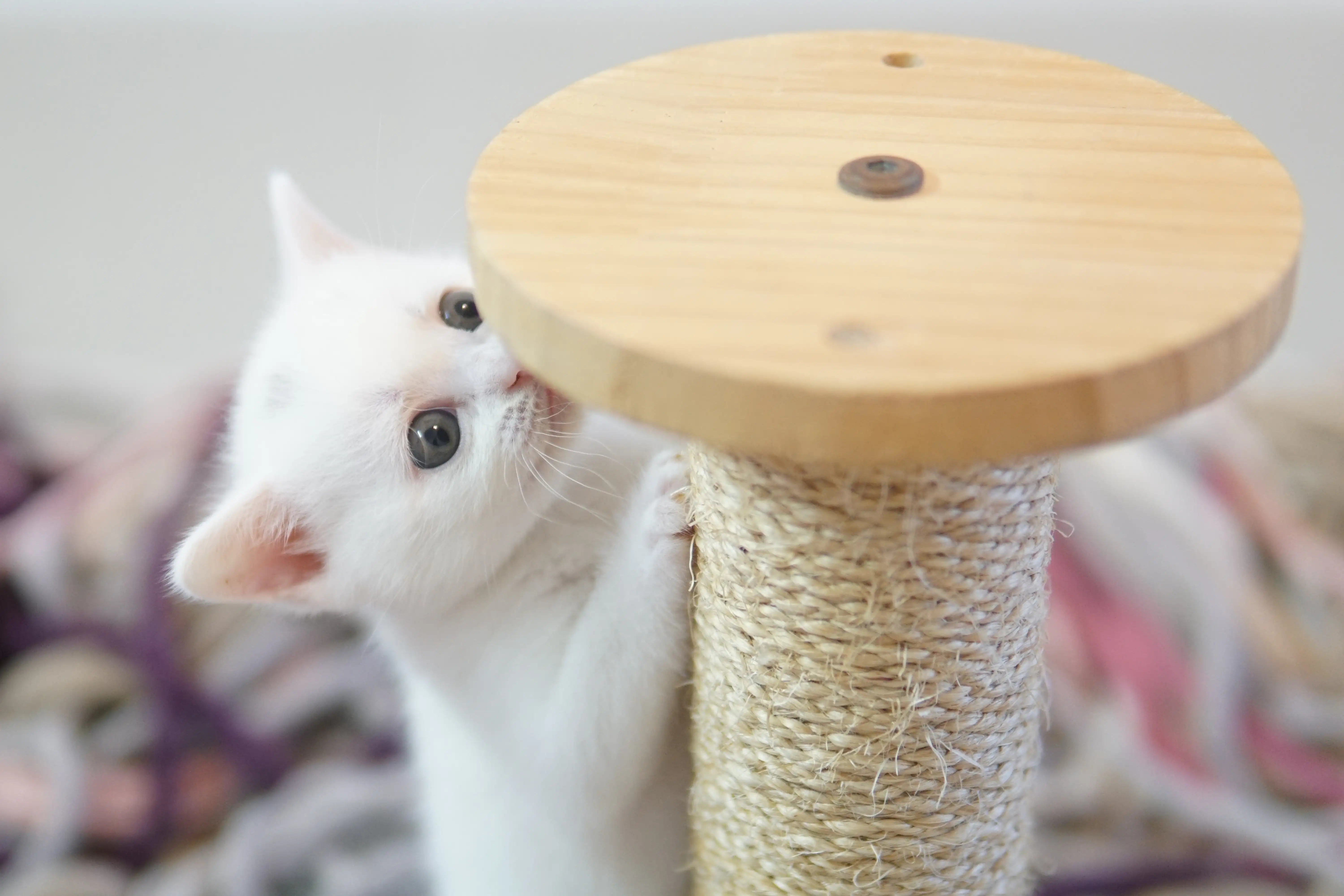 Filhote British Shorthair branco na base do arranhador de sisal
