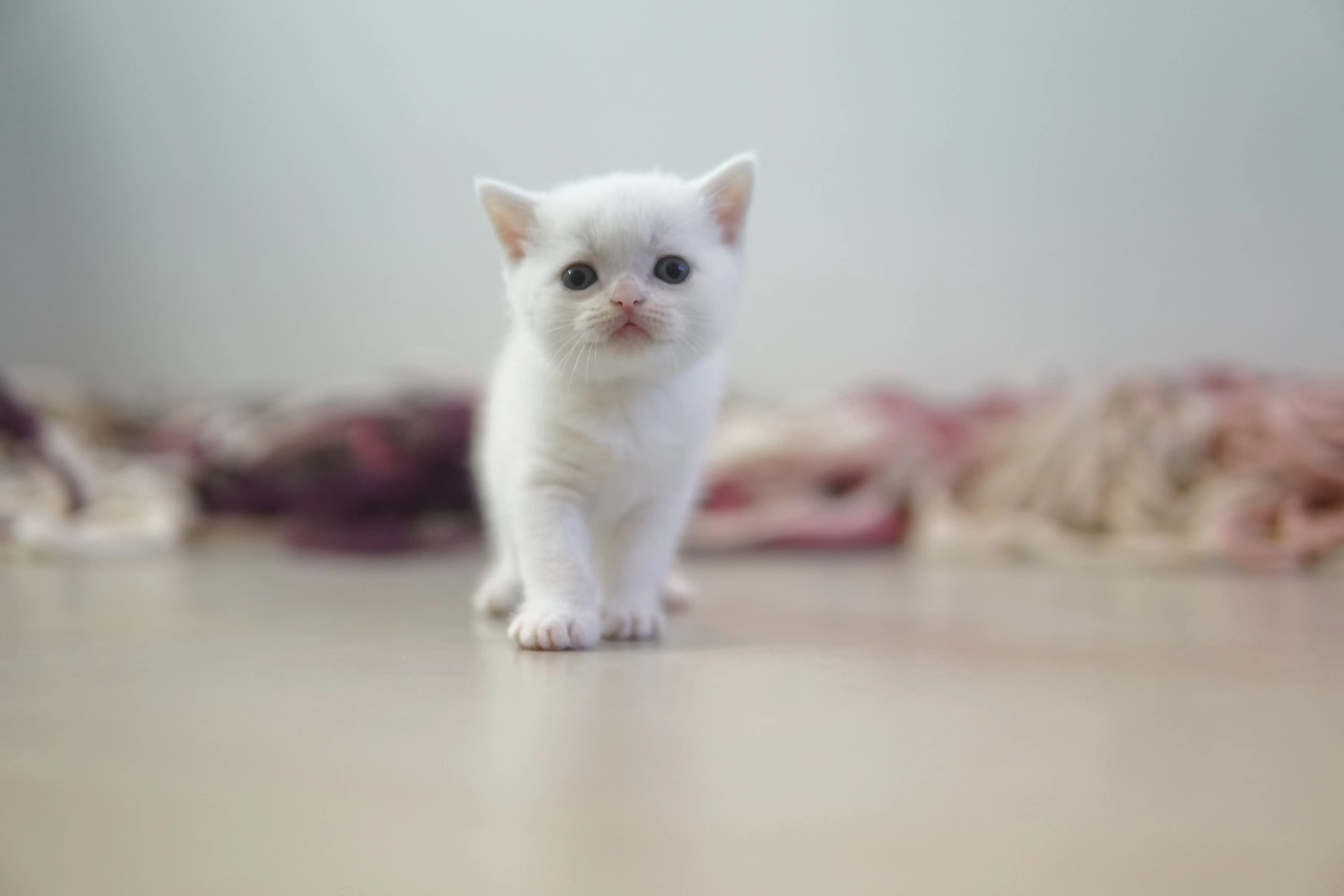 Filhote British Shorthair branco subindo no arranhador