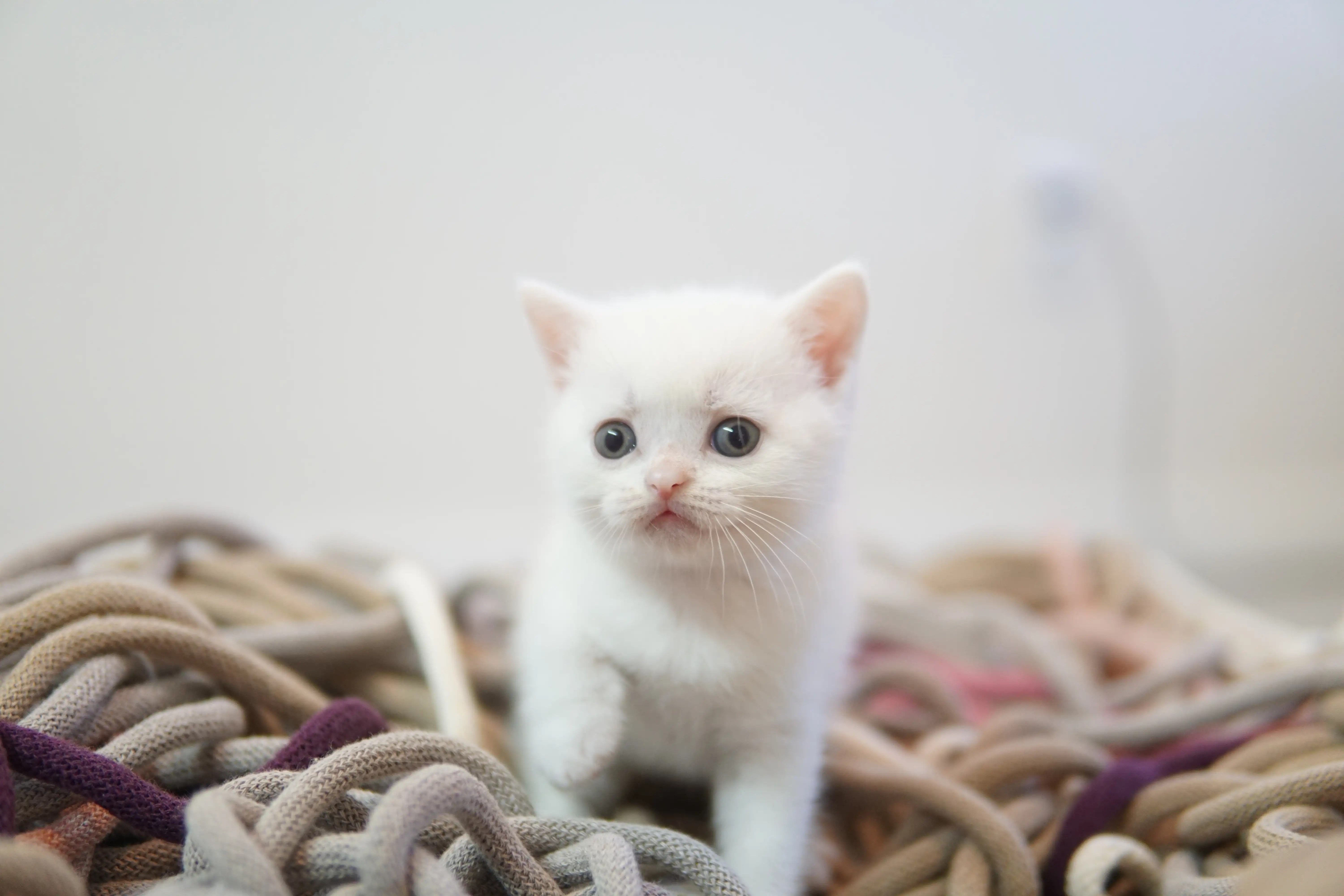 Filhote British Shorthair branco explorando cordas do cenário