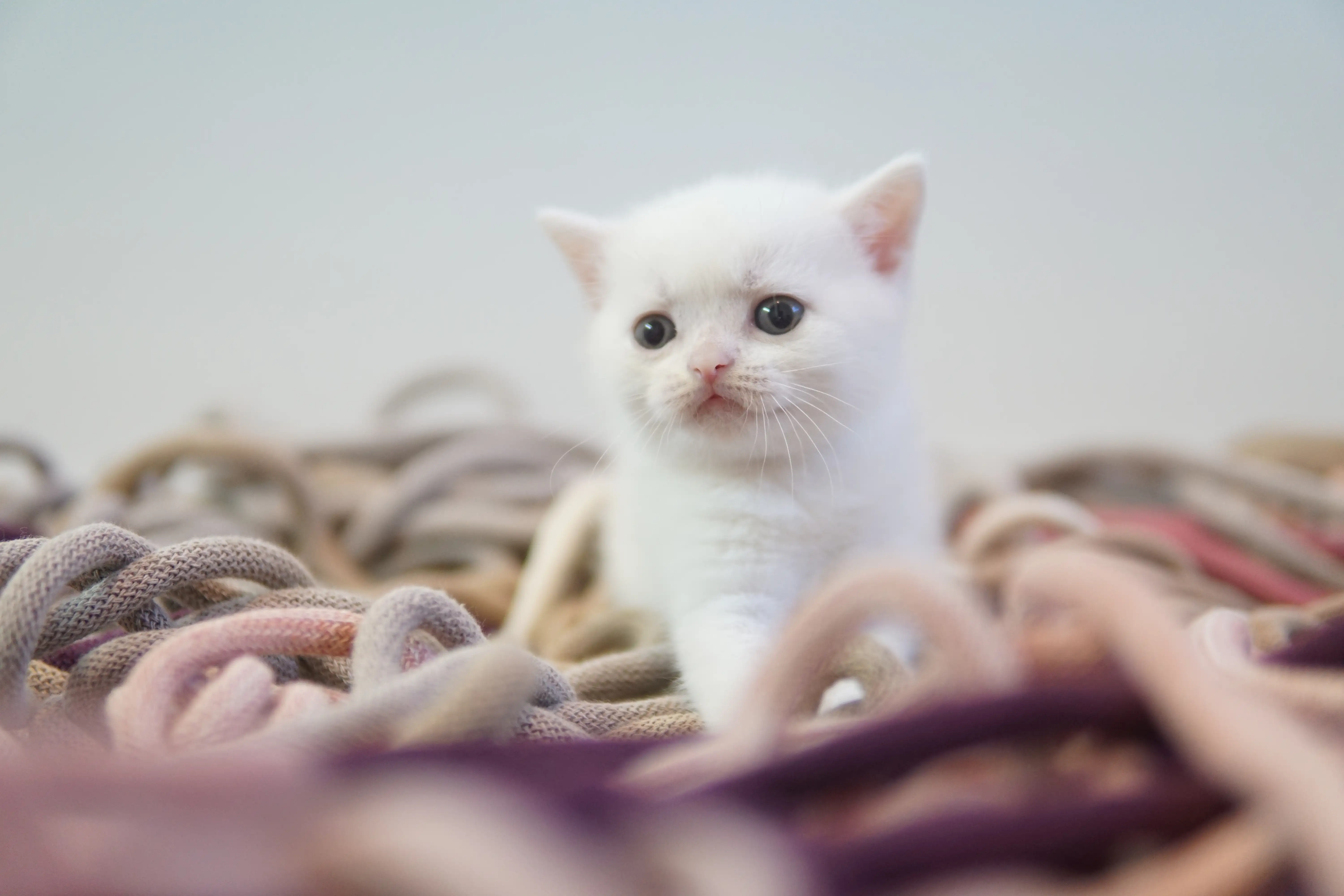 Filhote British Shorthair branco deitado entre cordas e brinquedos