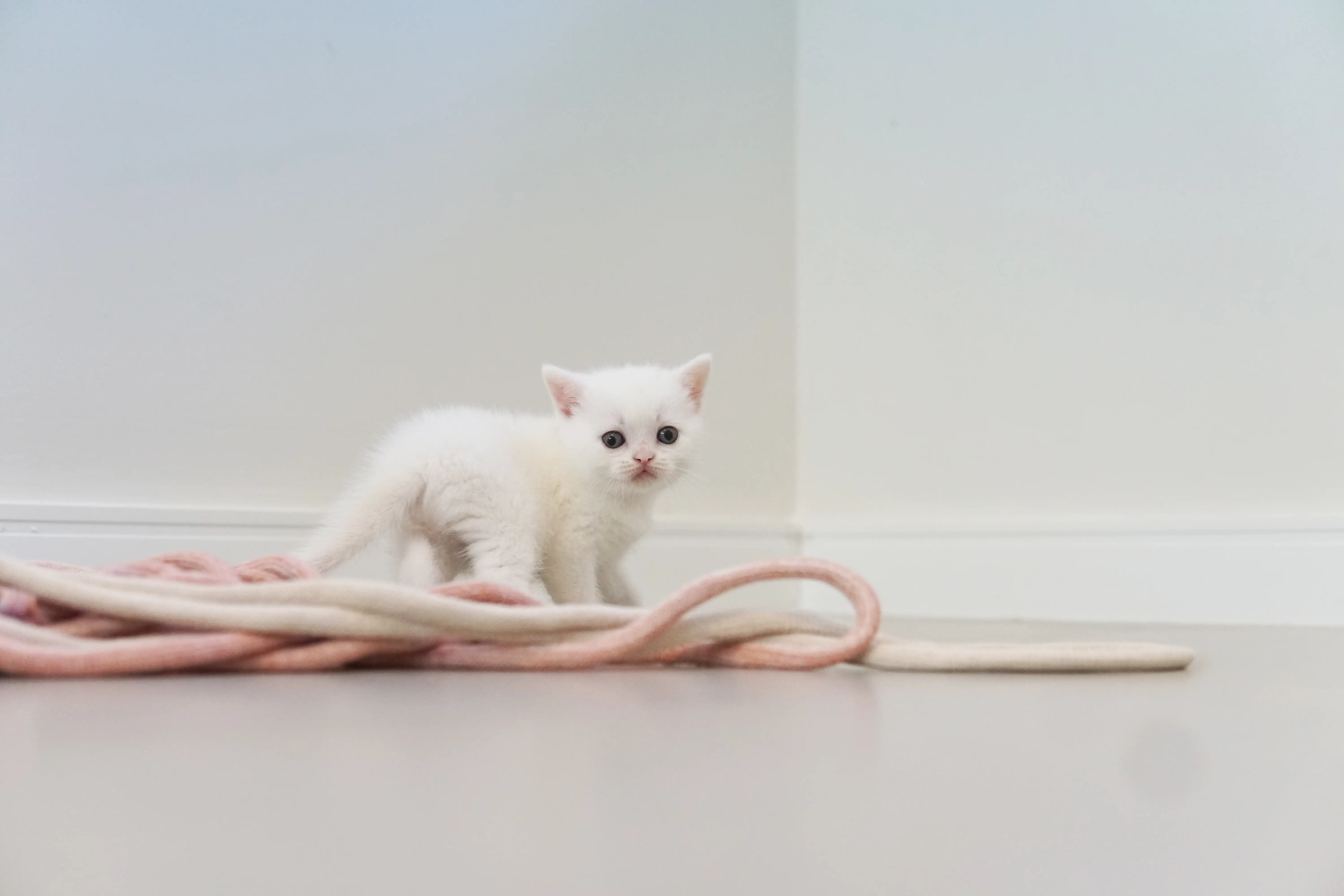 Filhote British Shorthair branco caminhando confiante