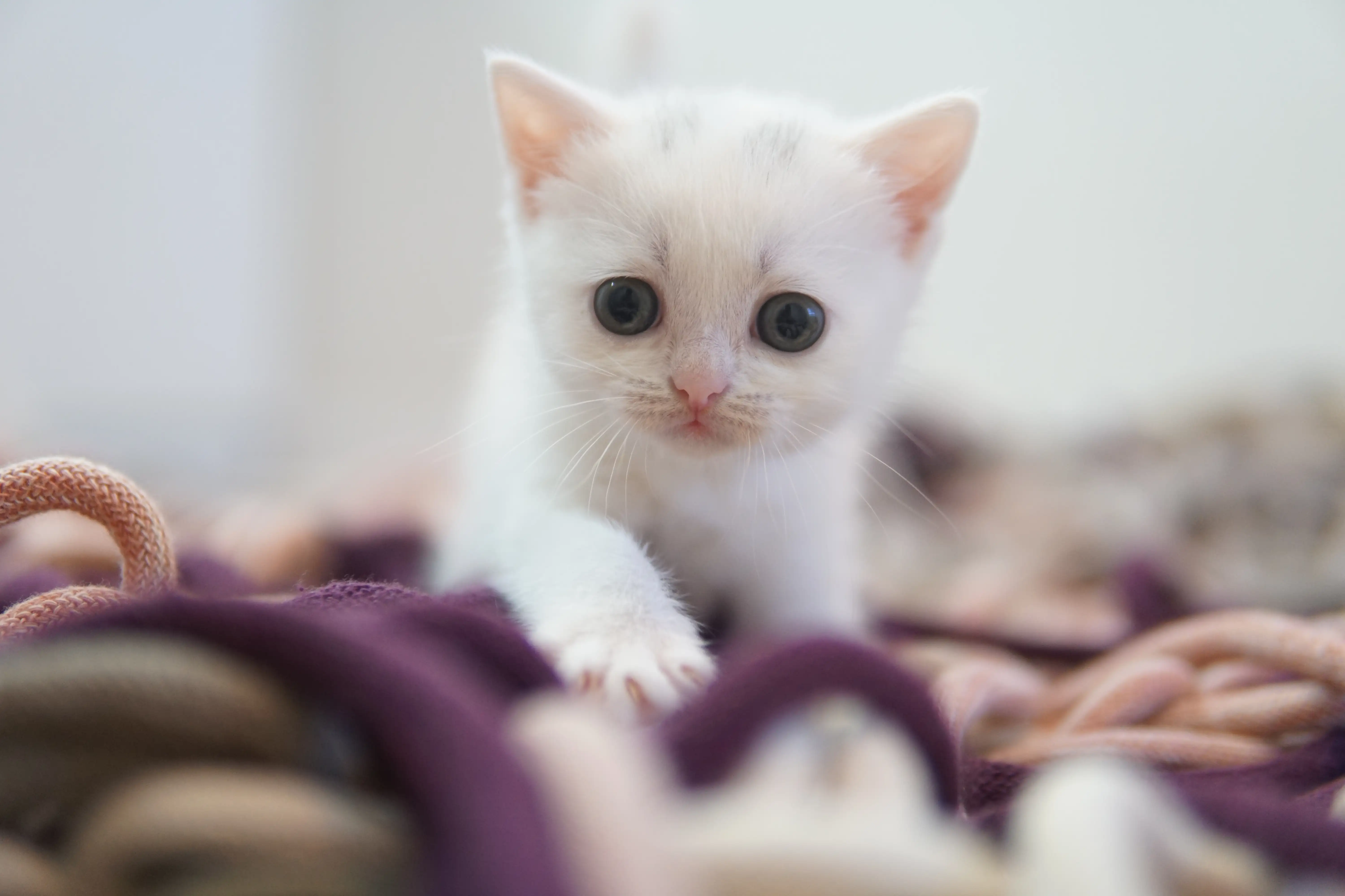 Filhote British Shorthair branco em close no chão