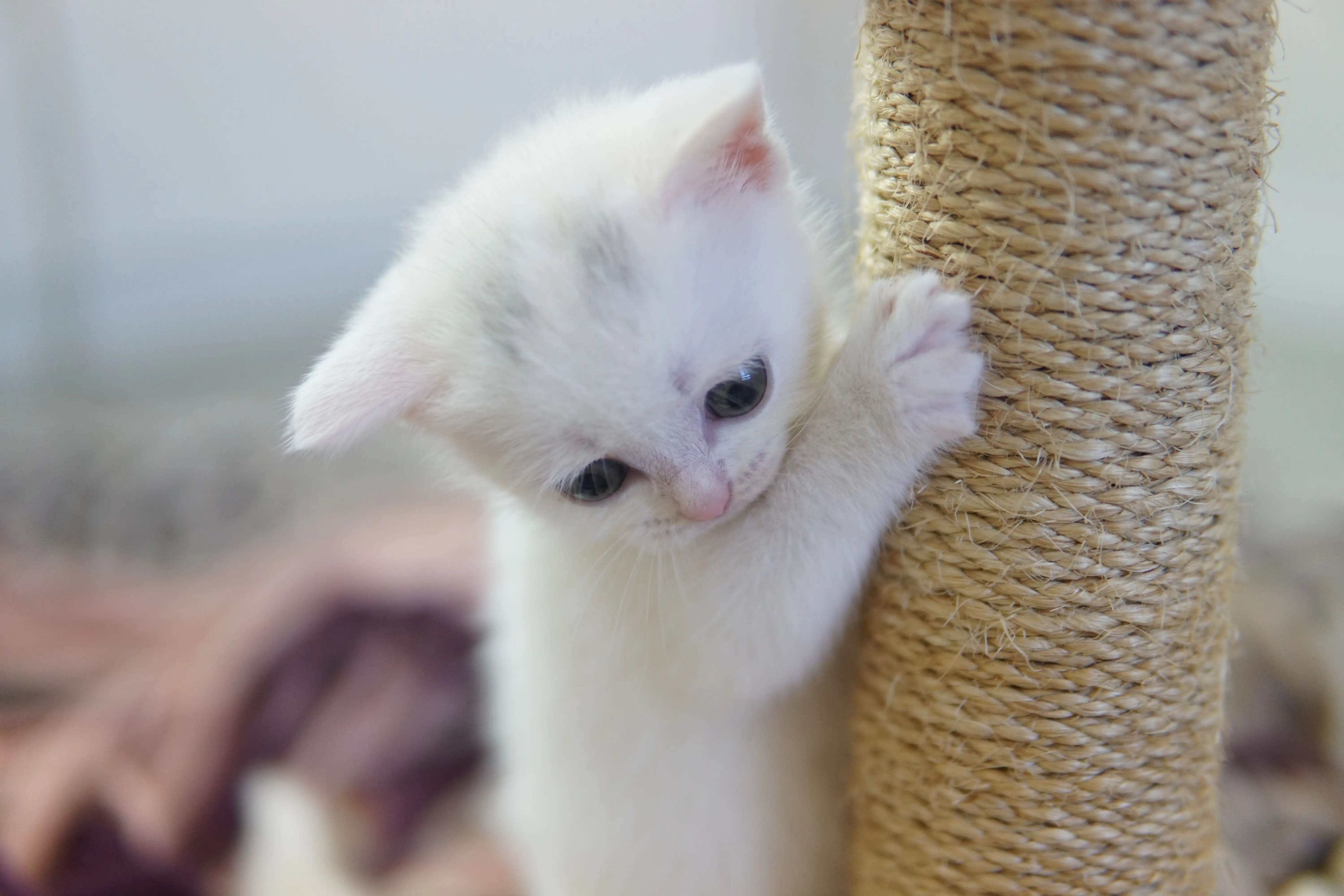 Filhote British Shorthair branco abraçado ao arranhador