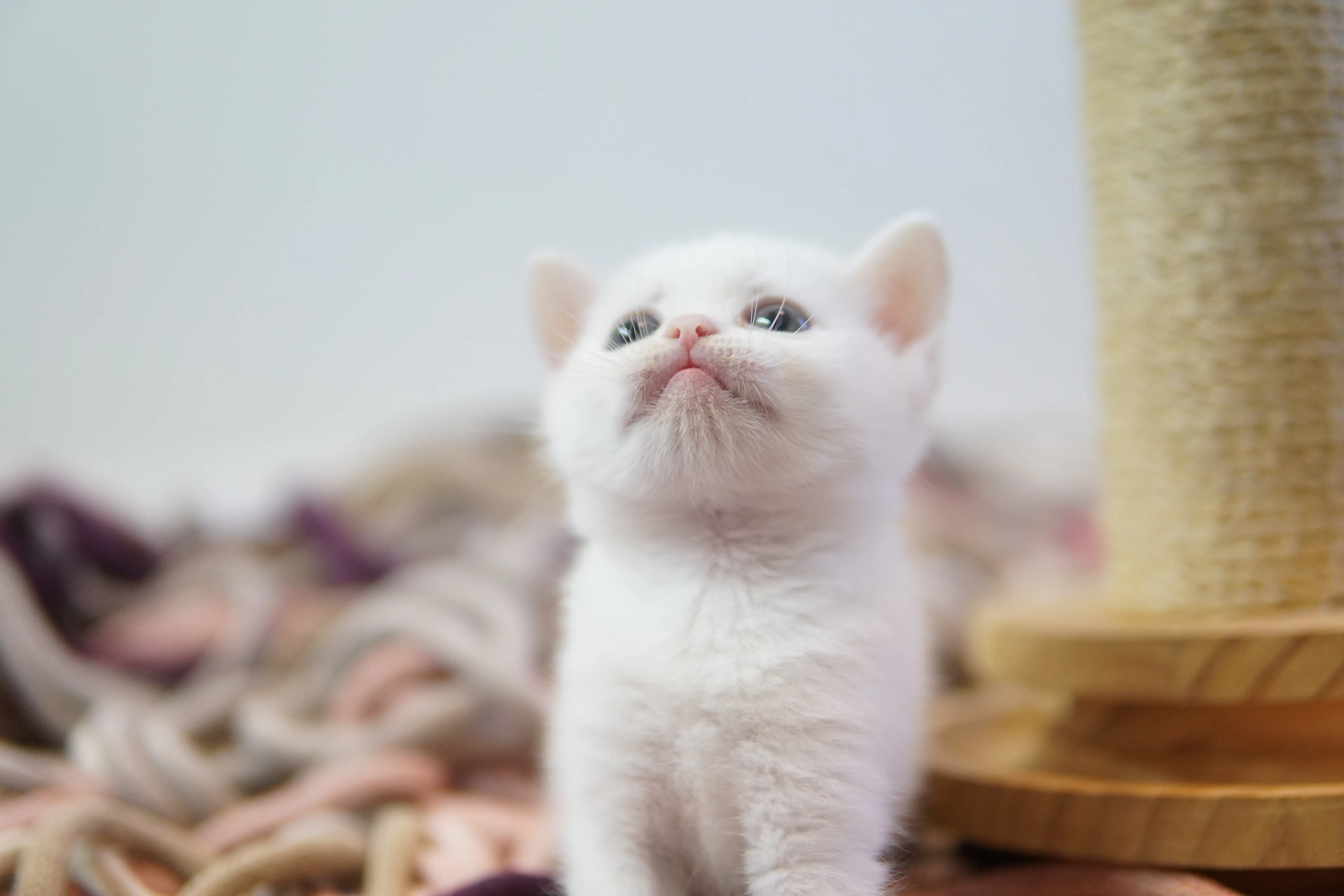 Filhote British Shorthair branco deitado na caminha