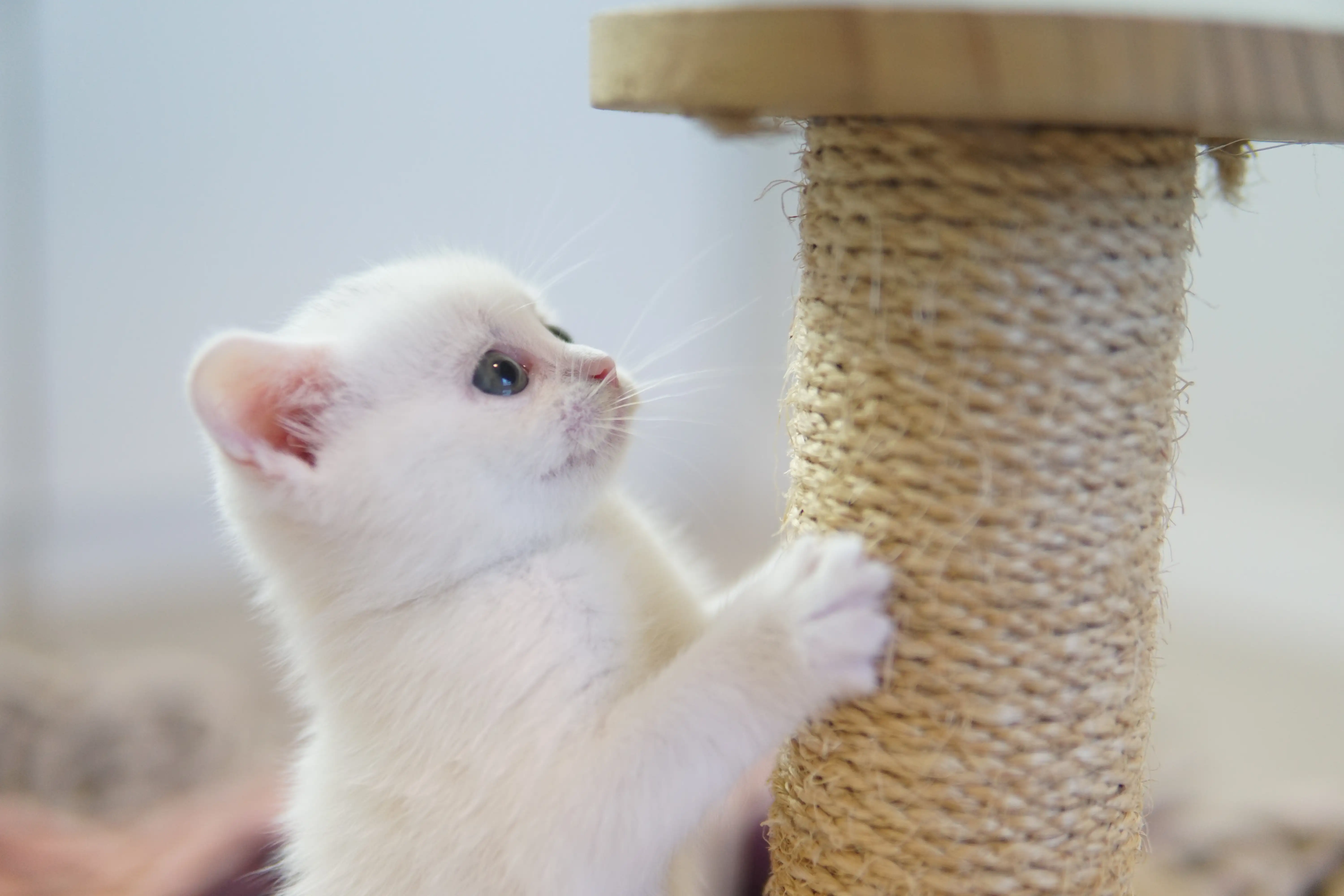 Filhote British Shorthair branco brincando no arranhador