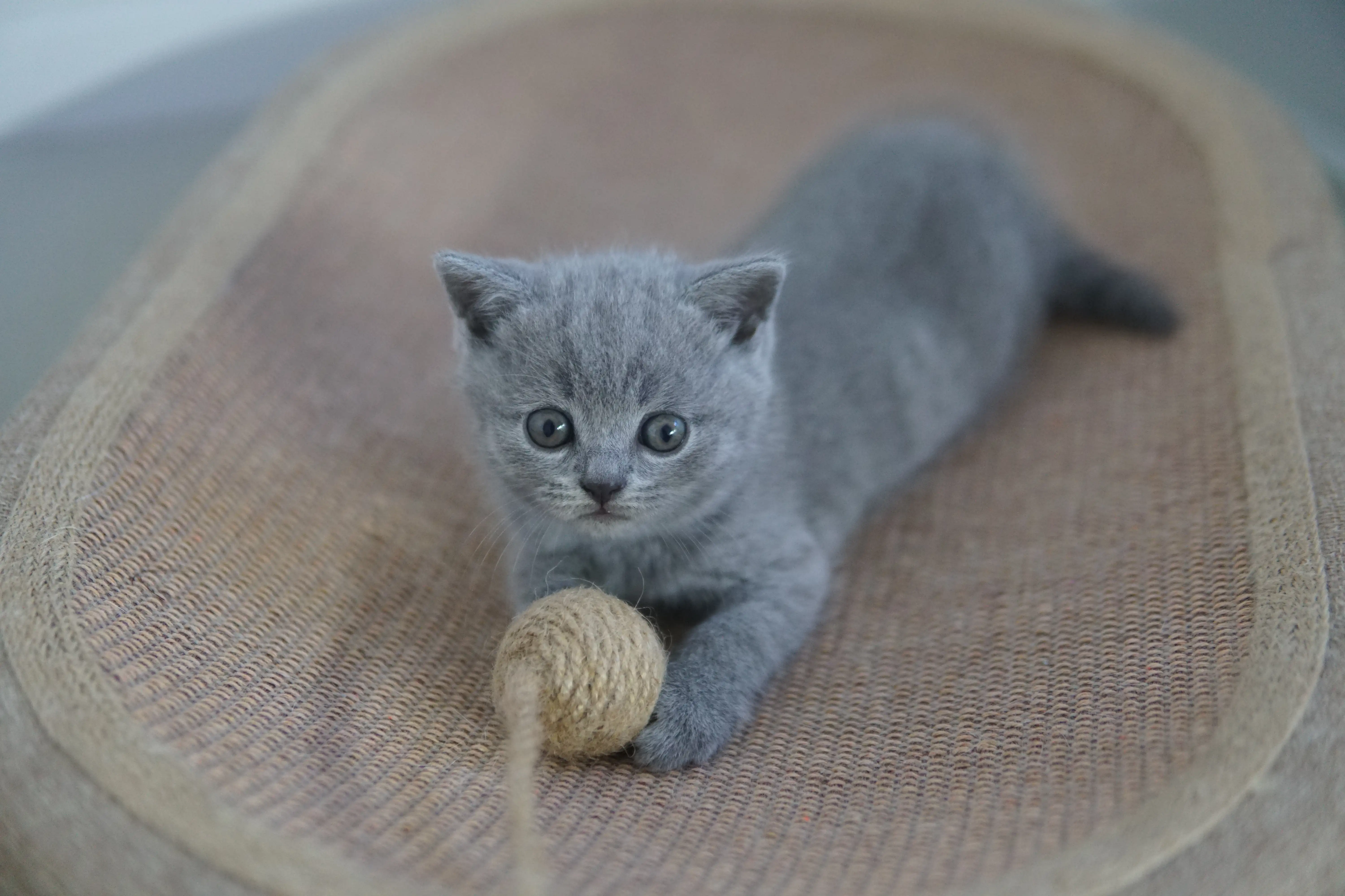 Filhote British Shorthair azul brincando com bola de corda na caminha