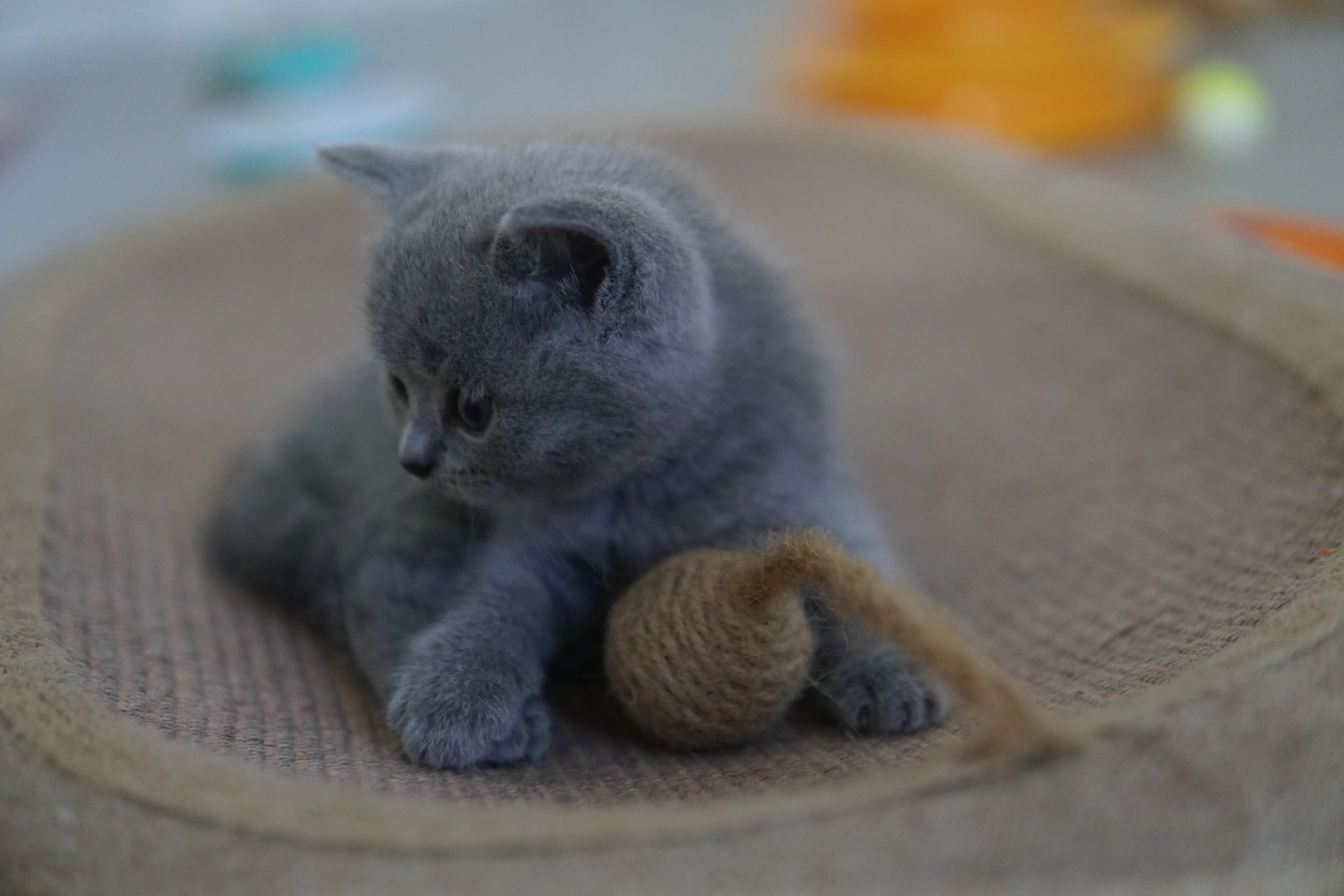 Filhote British Shorthair azul deitado na caminha com bola de corda