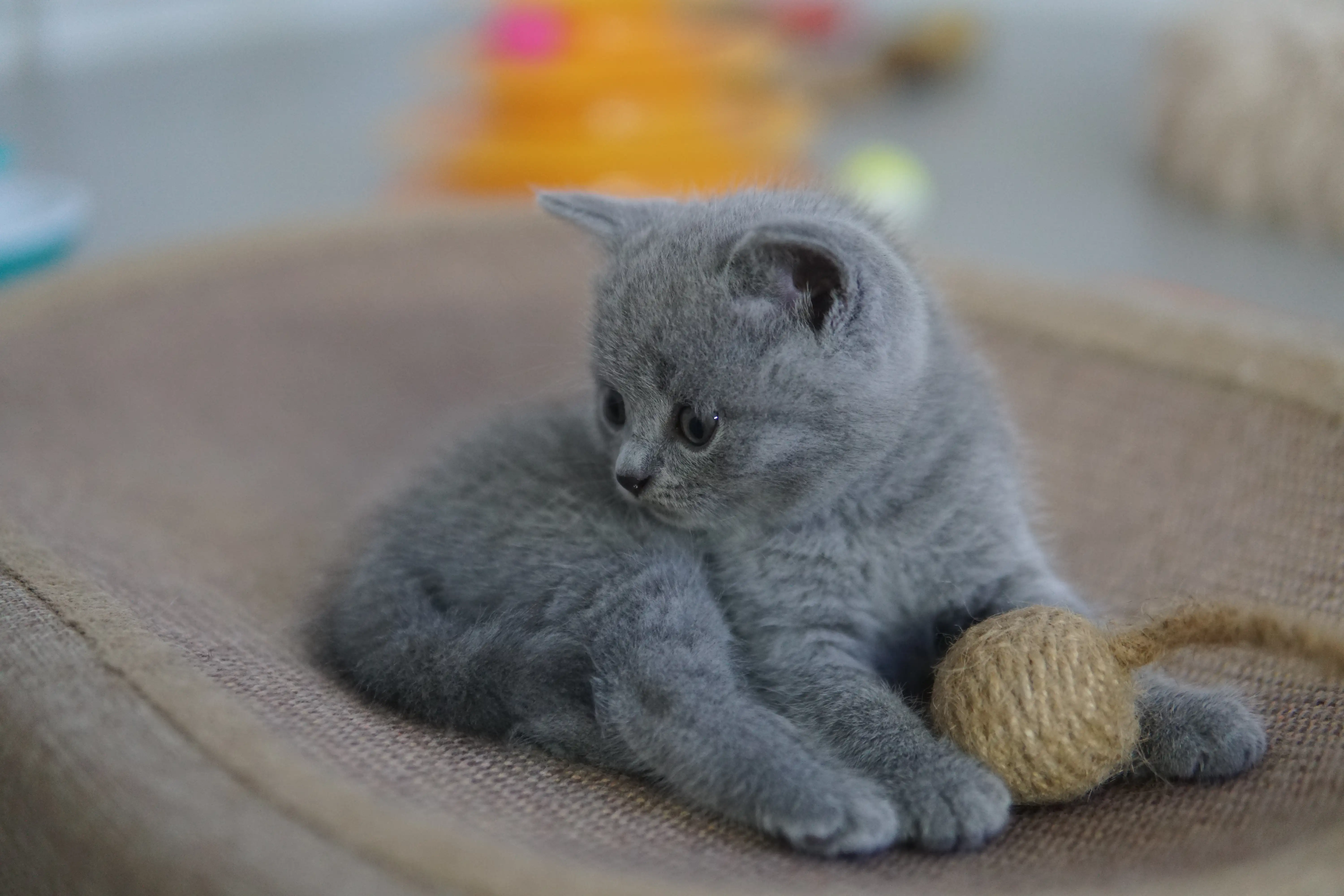 Filhote British Shorthair azul deitado na caminha com brinquedo