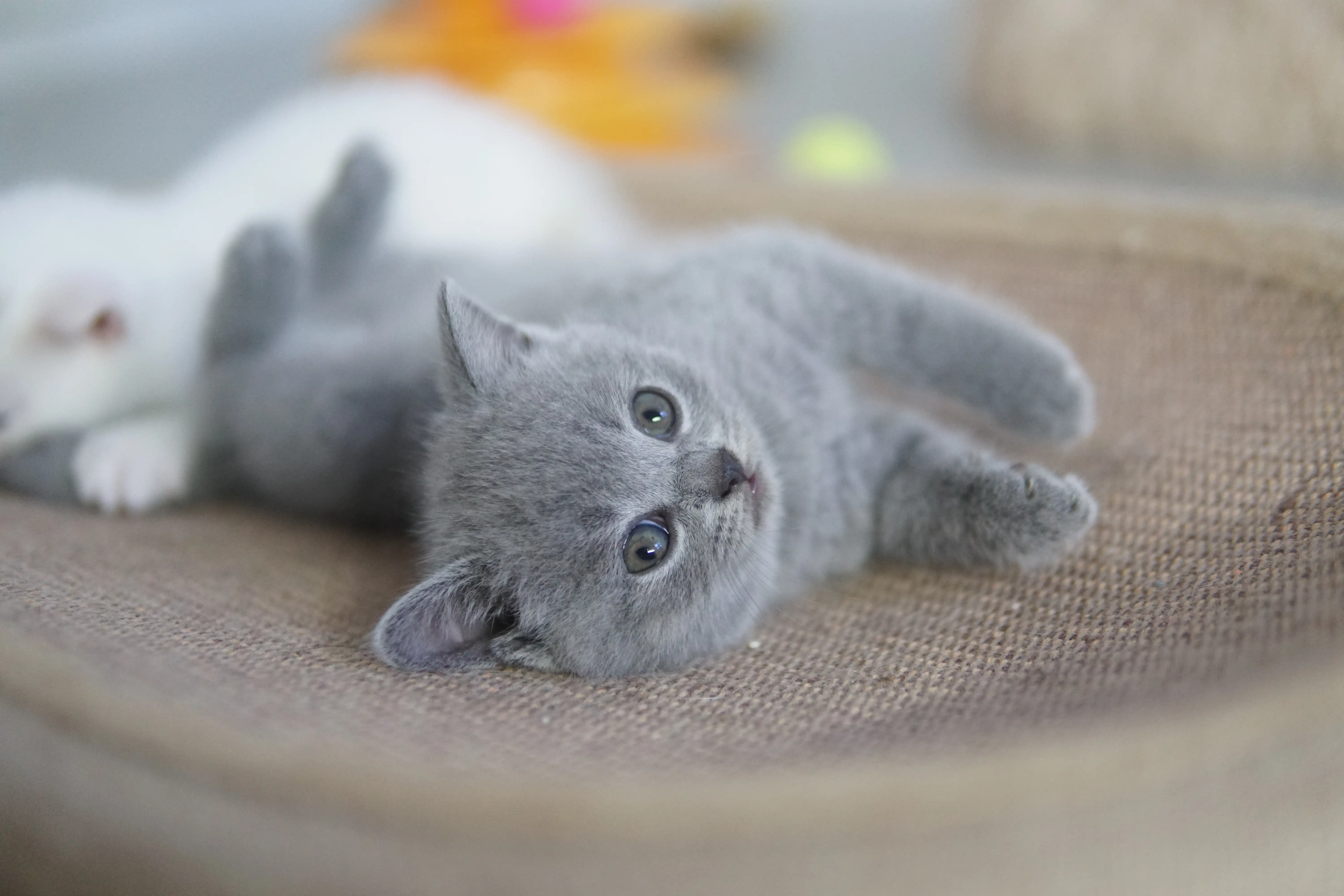 Filhote British Shorthair azul descansando na caminha