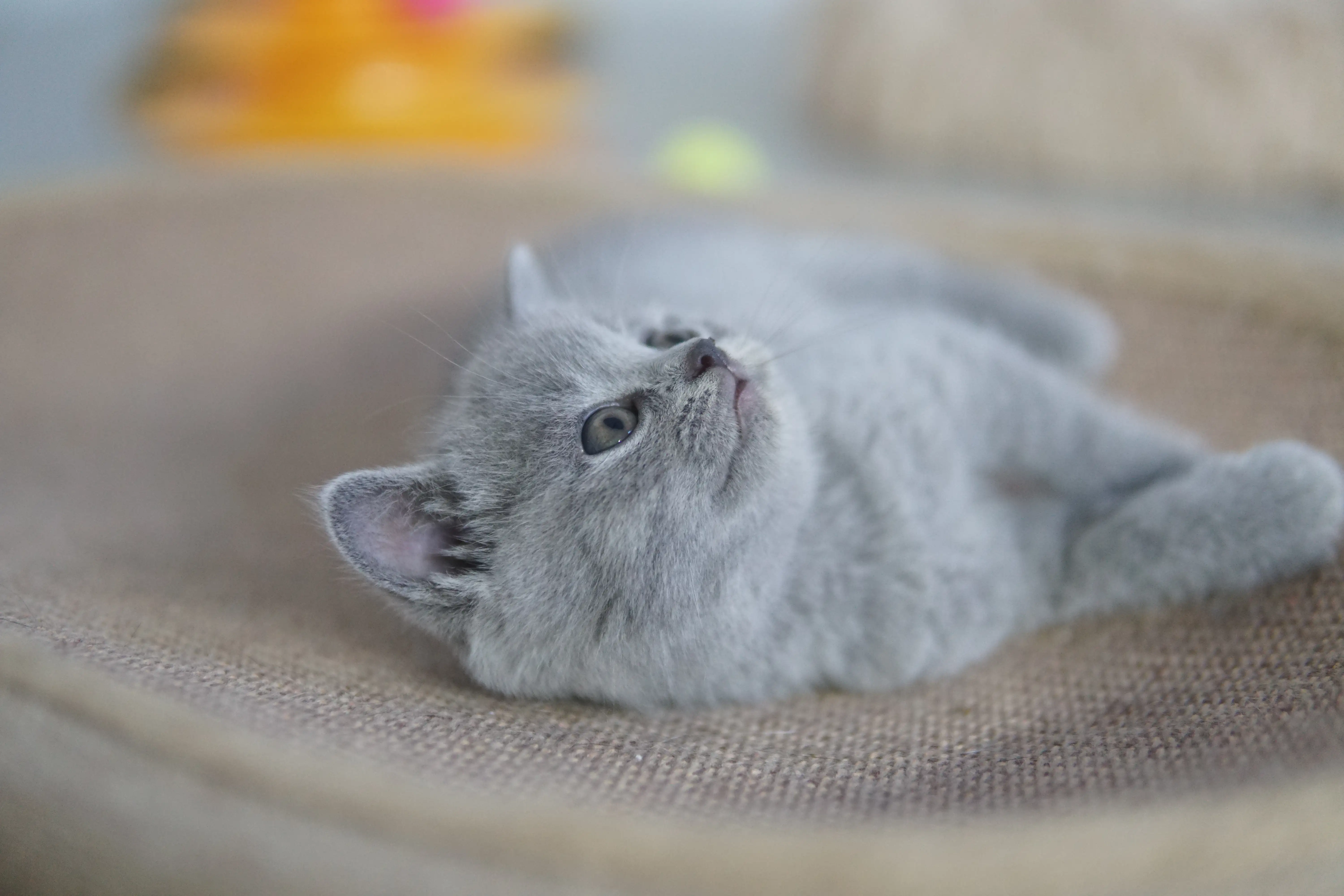 Filhote British Shorthair azul olhando para cima deitado na caminha