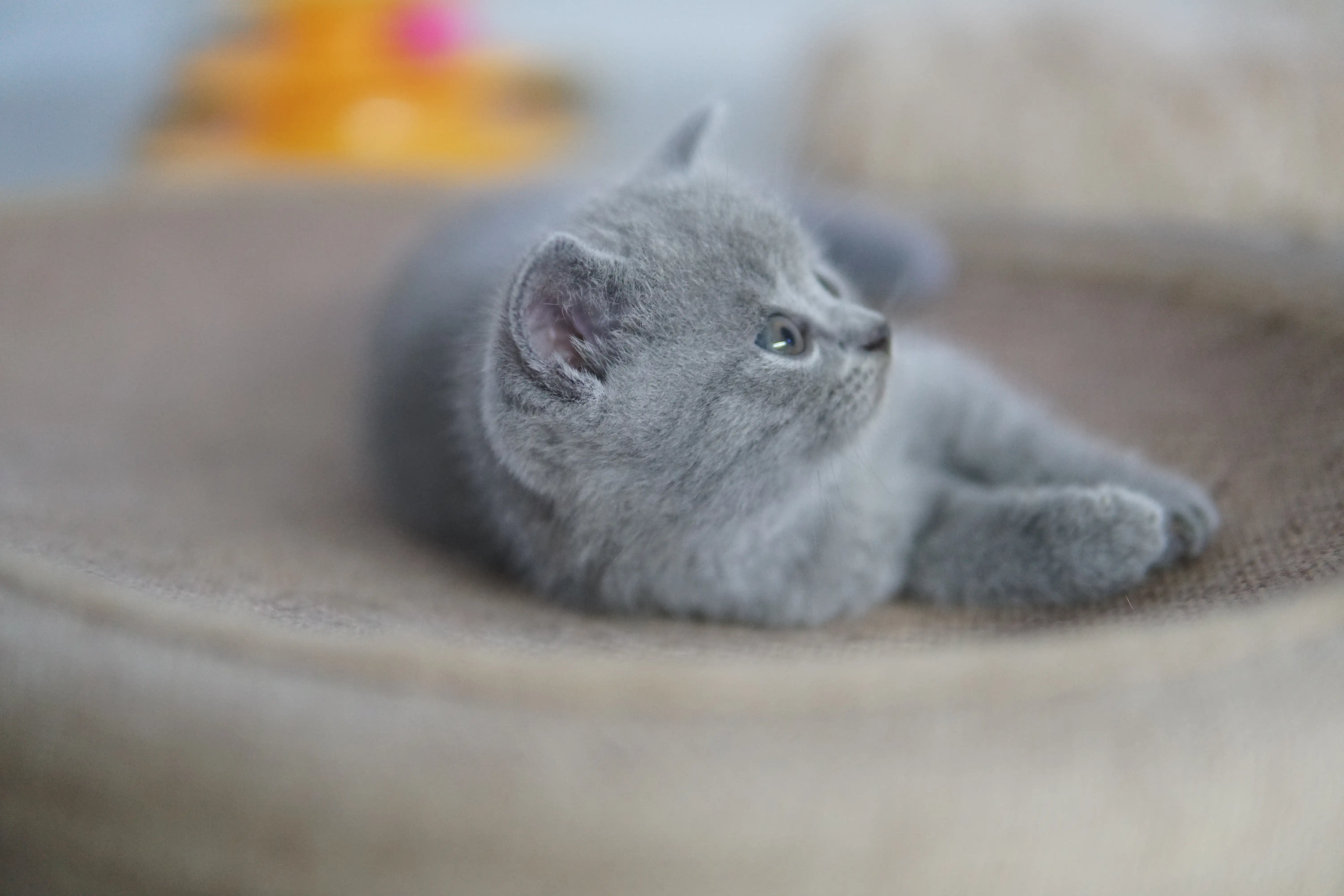 Filhote British Shorthair azul relaxando na caminha