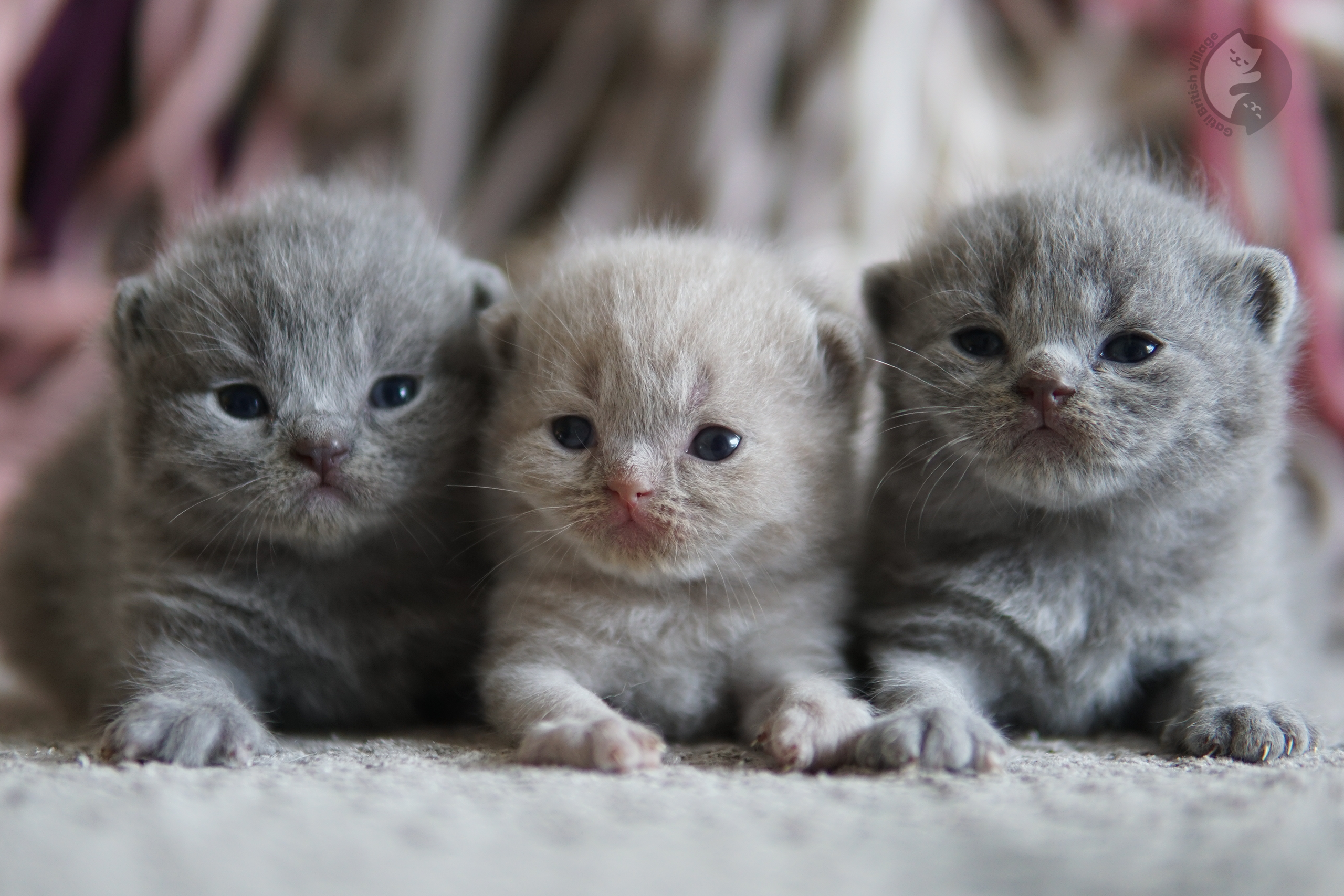 Filhote cheirando manta de crochê