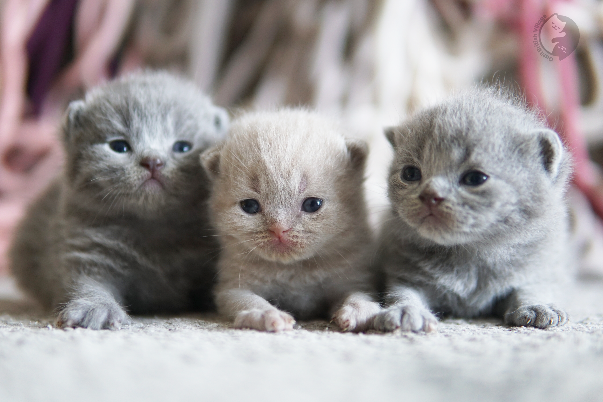 Filhote com patas cruzadas