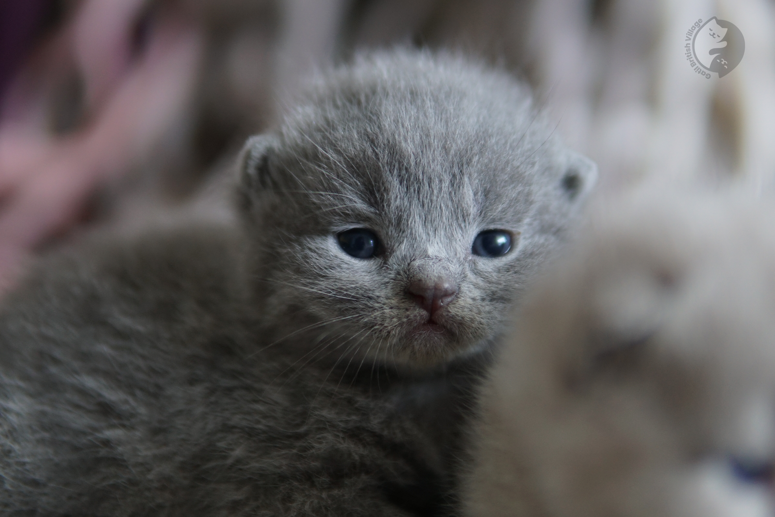 Gatinho adormecido com expressão calma