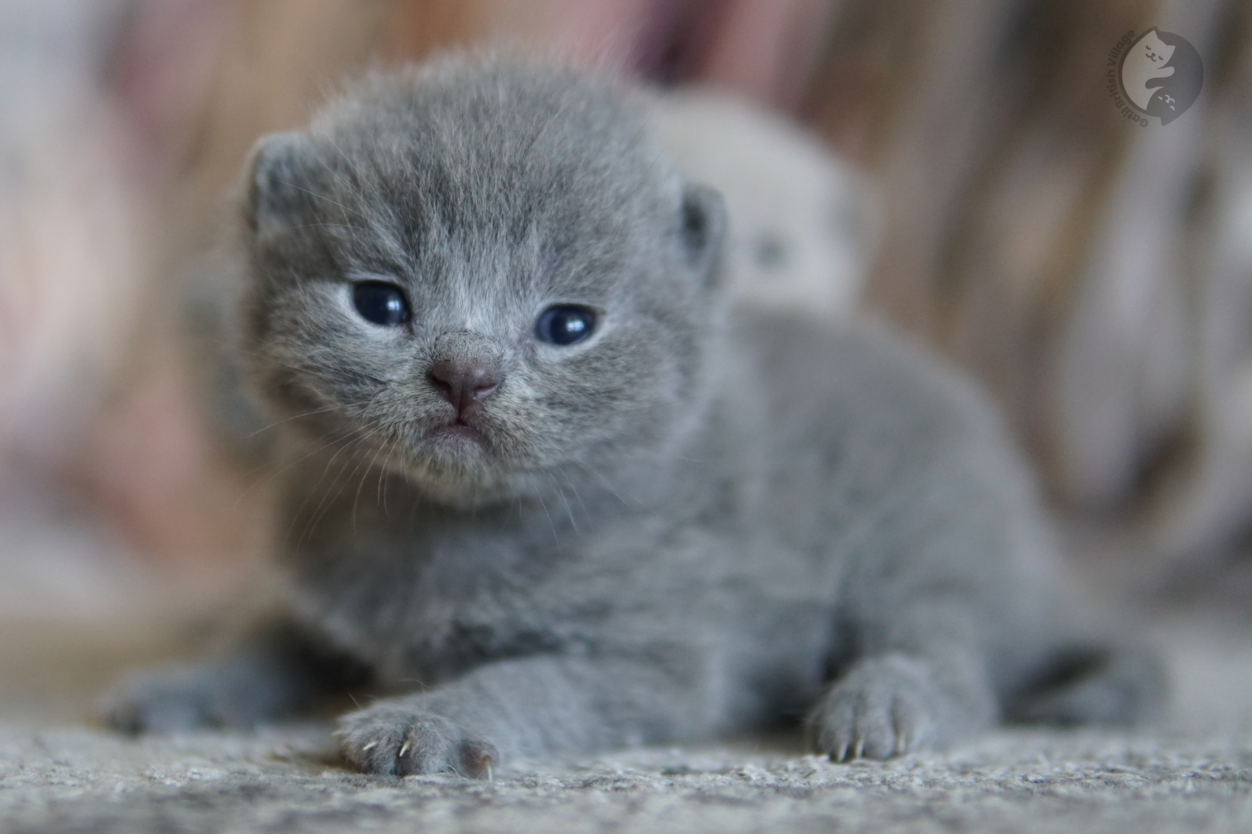 Filhote envolto em manta rosa