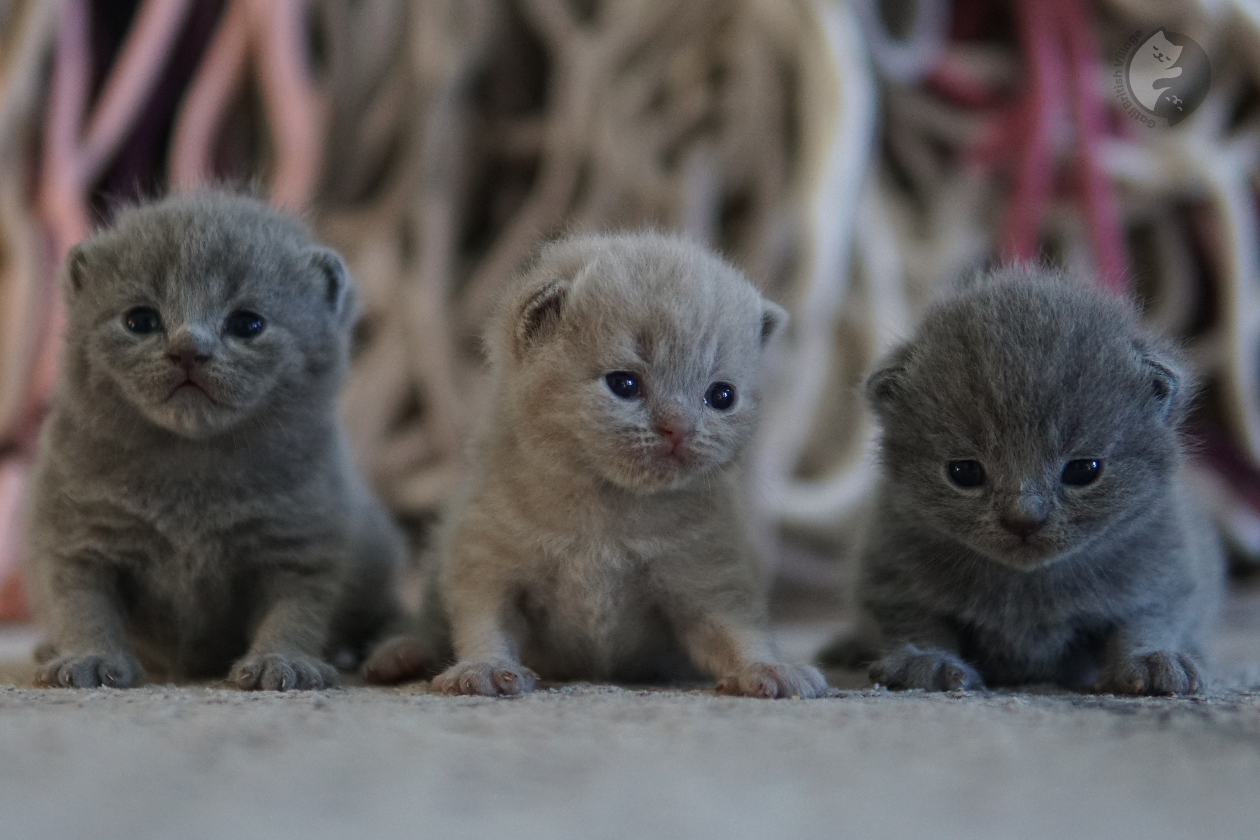 Filhote curioso prestando atenção
