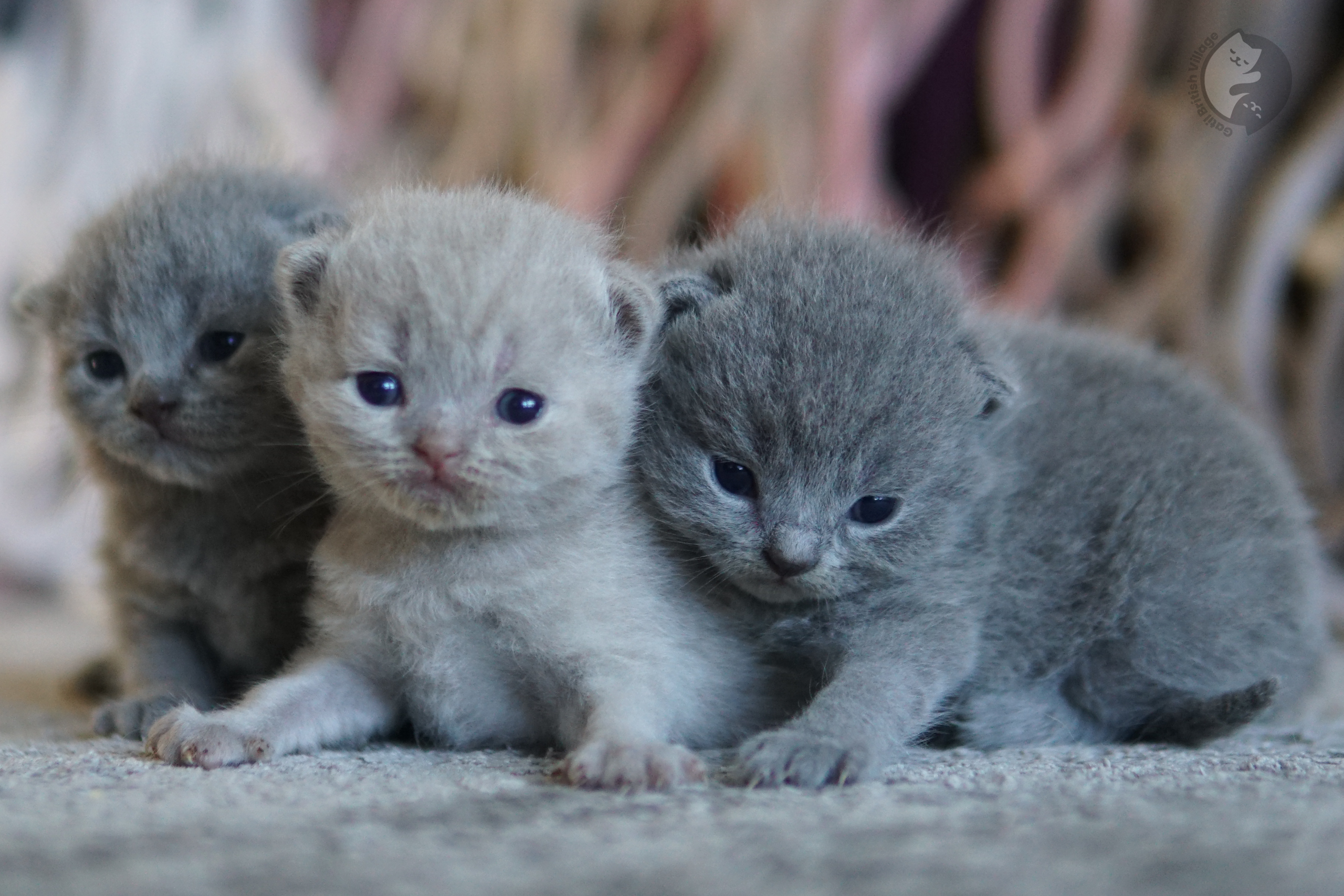 Bigodes longos de filhote em foco