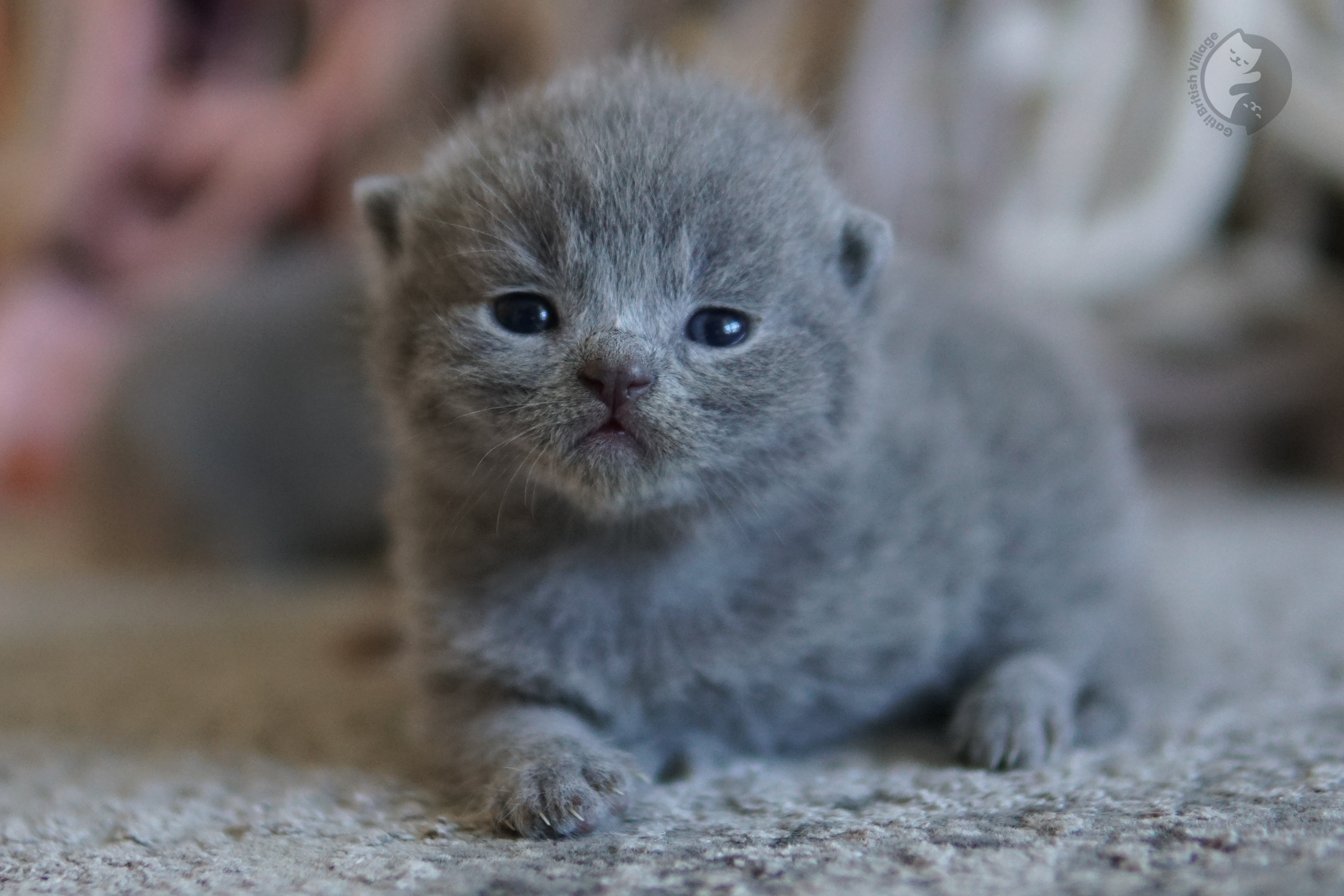 Filhote com olhar concentrado